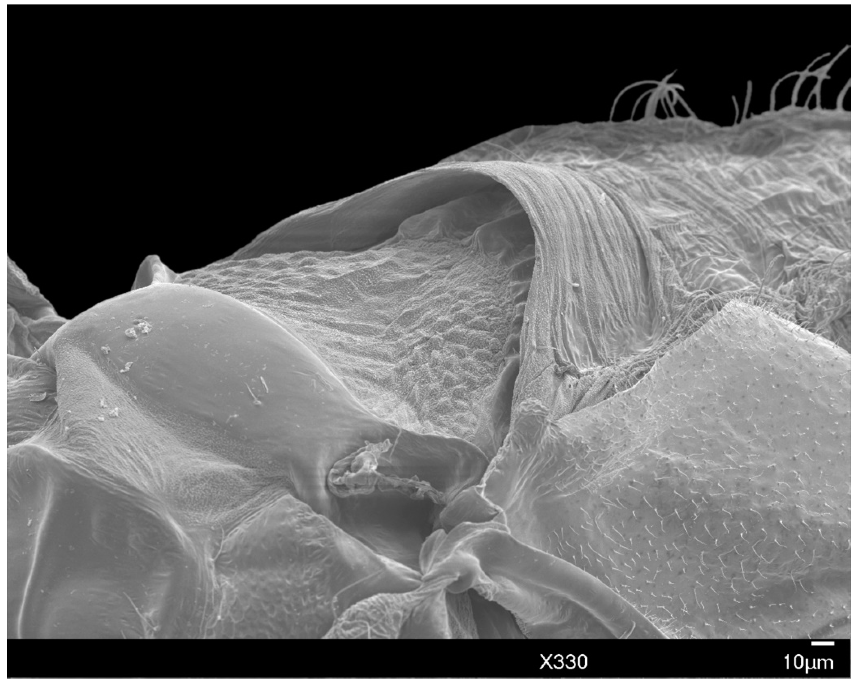 Insects 10 00250 g010 Insects 10 00250 g010