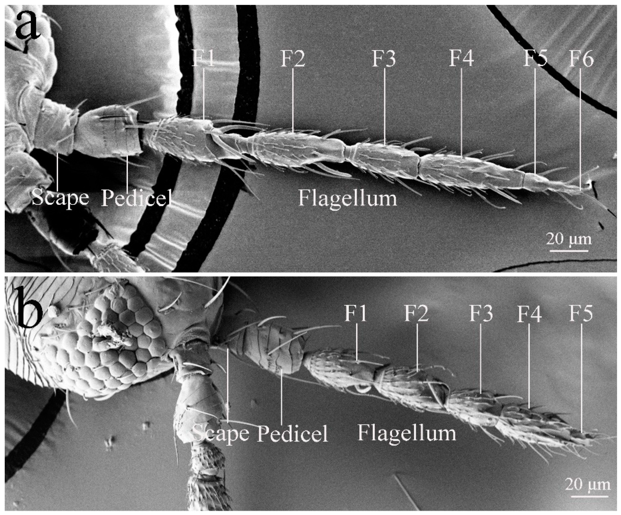 Insects 10 00251 g001 Insects 10 00251 g001