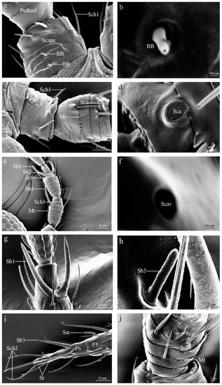Insects Free Full Text Morphology And Distribution Of The Antennal