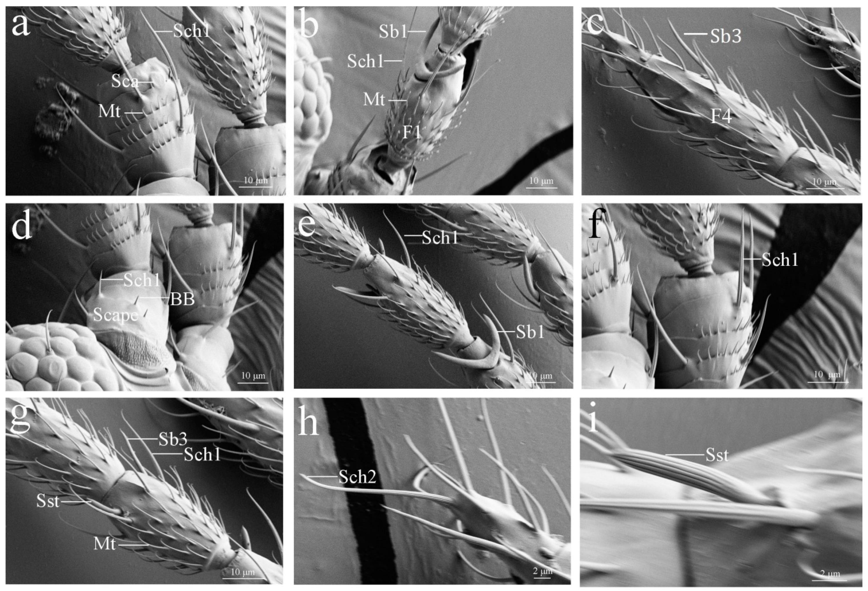 Insects 10 00251 g003 Insects 10 00251 g003