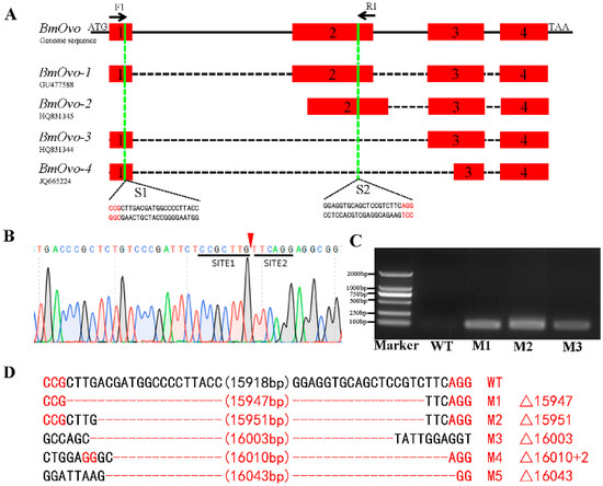 POU-M2 promotes juvenile hormone biosynthesis by directly activating the  transcription of juvenile hormone synthetic enzyme genes in Bombyx mori