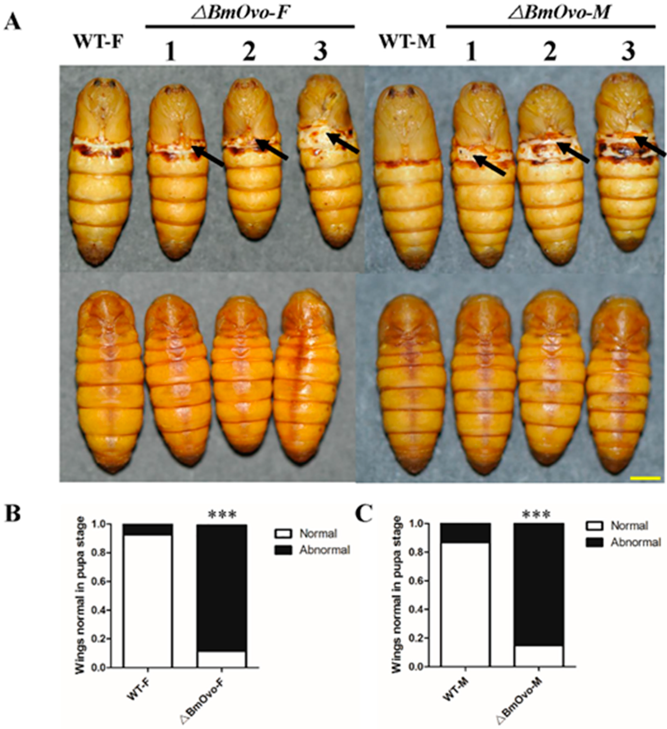 Insects 10 00254 g002