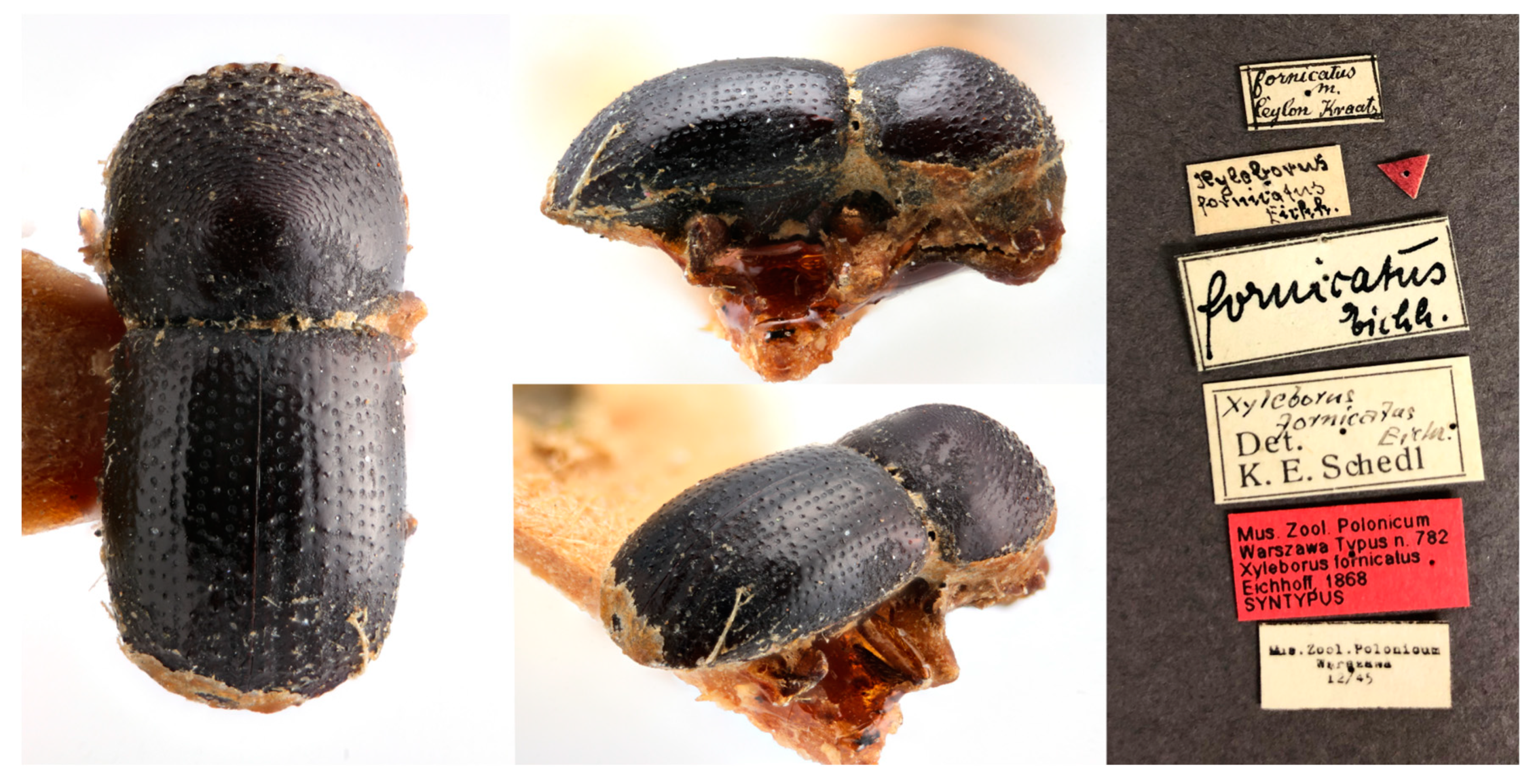 Insects 10 00261 g001