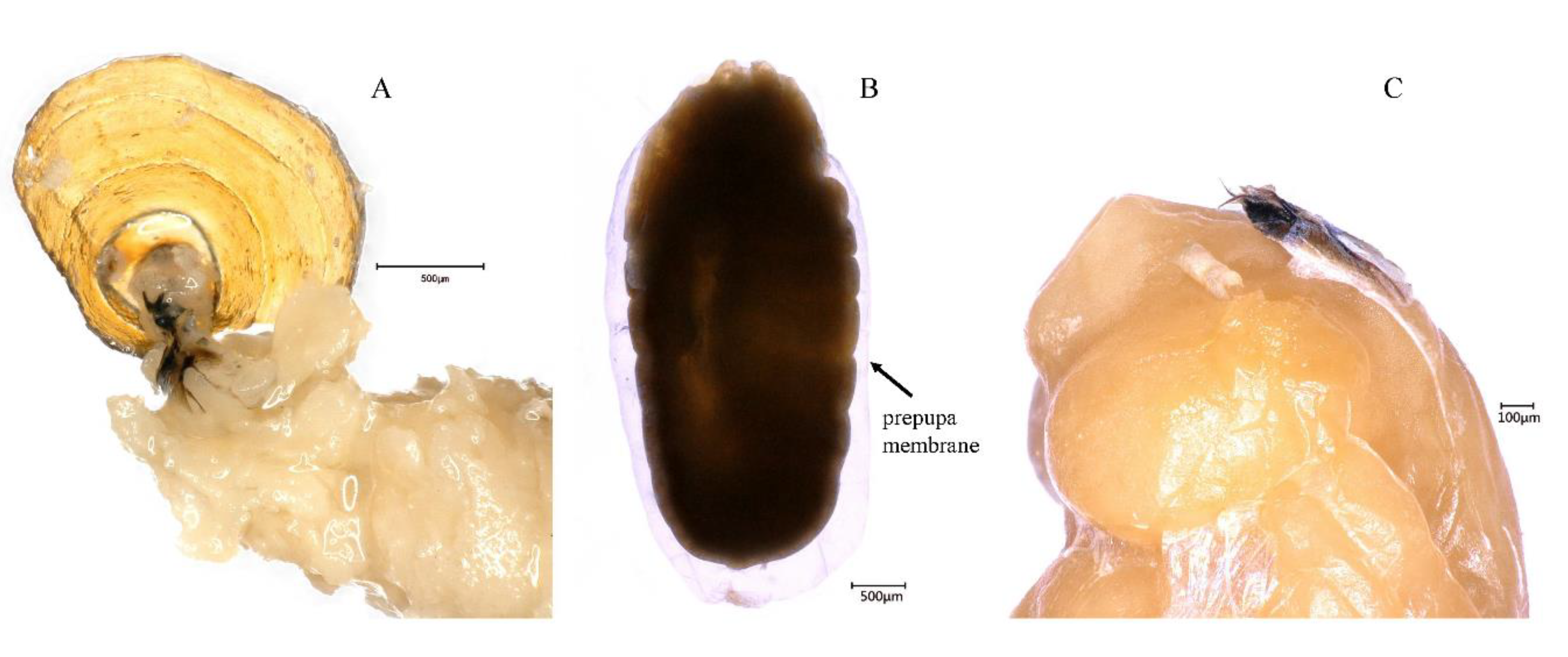 Insects 10 00283 g002 Insects 10 00283 g002