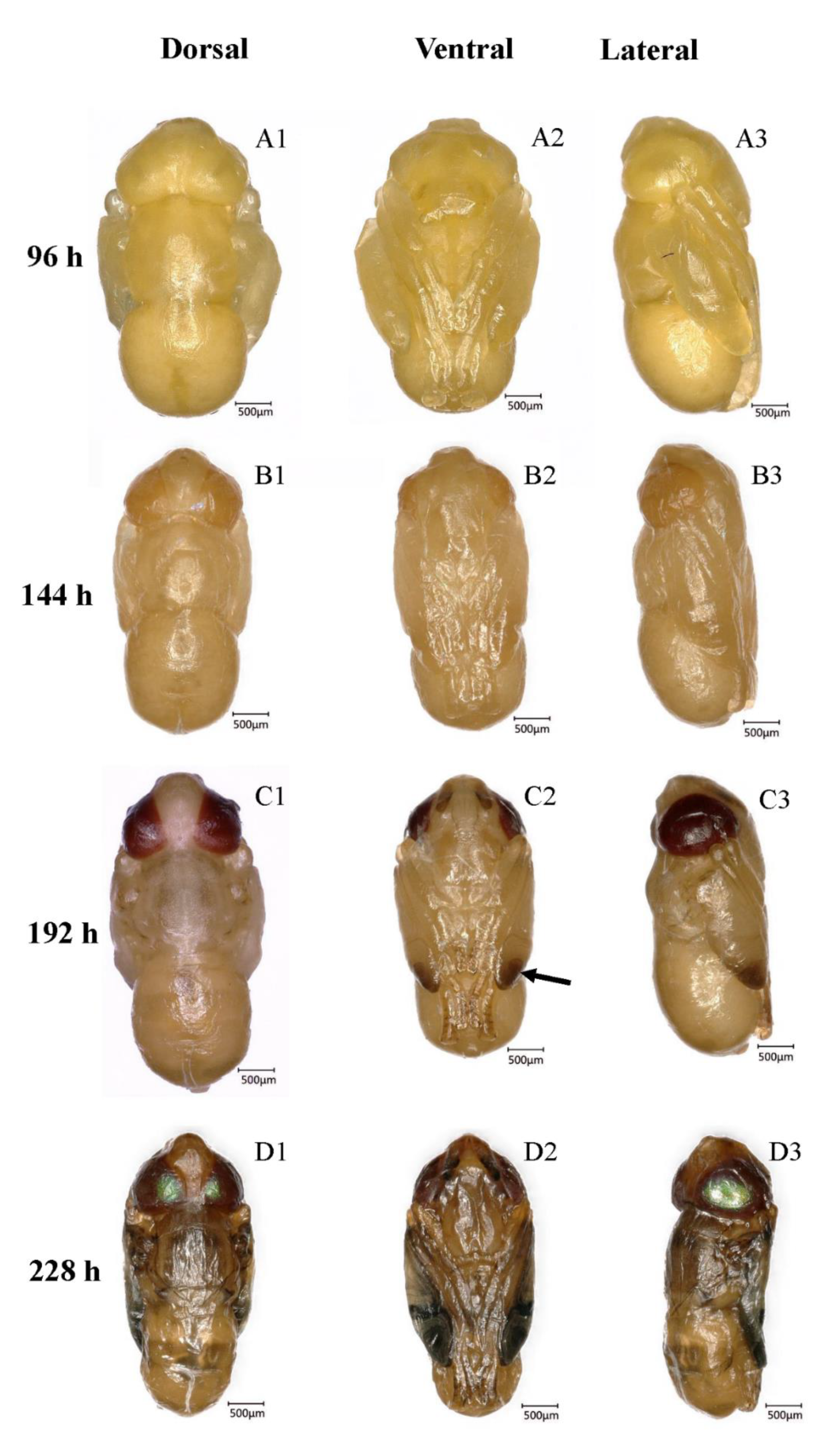 Insects 10 00283 g003 Insects 10 00283 g003