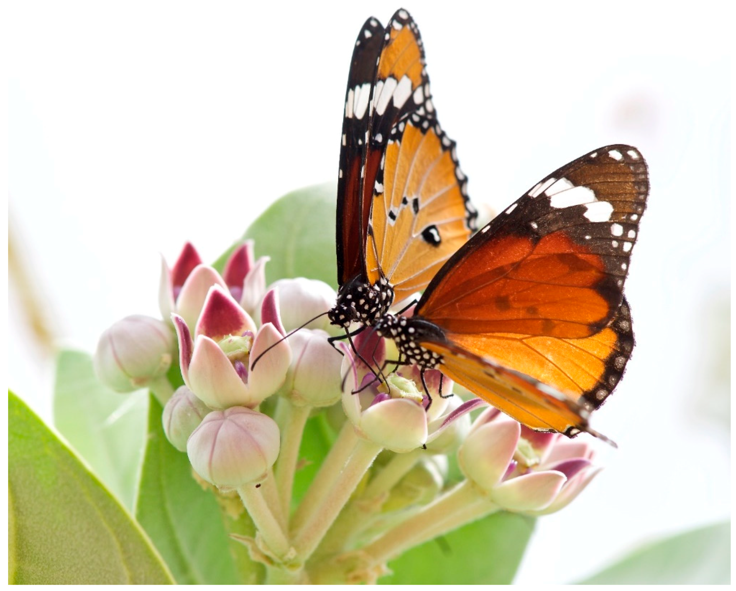 Insects Free Full-Text Neo Sex Chromosomes, Colour Polymorphism and Male-Killing in the African Queen Butterfly, Danaus chrysippus (L.) photo photo