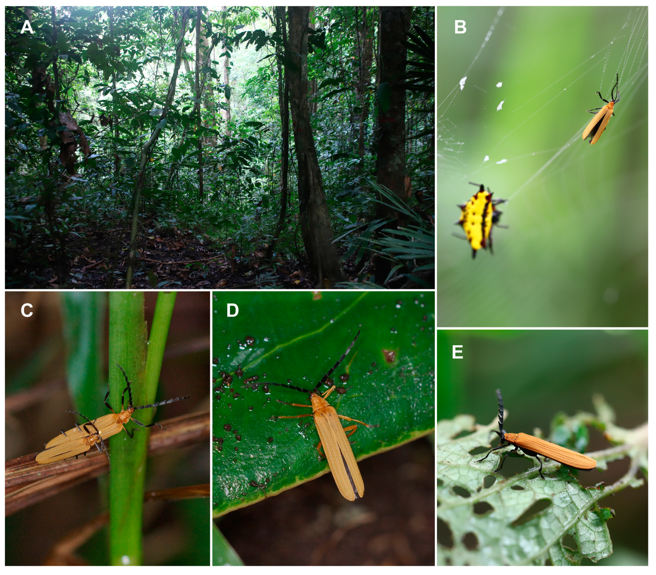 Insects 10 00295 g001 Insects 10 00295 g001