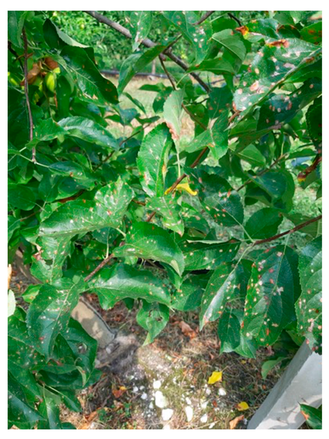 Insects 10 00308 g002 Insects 10 00308 g002