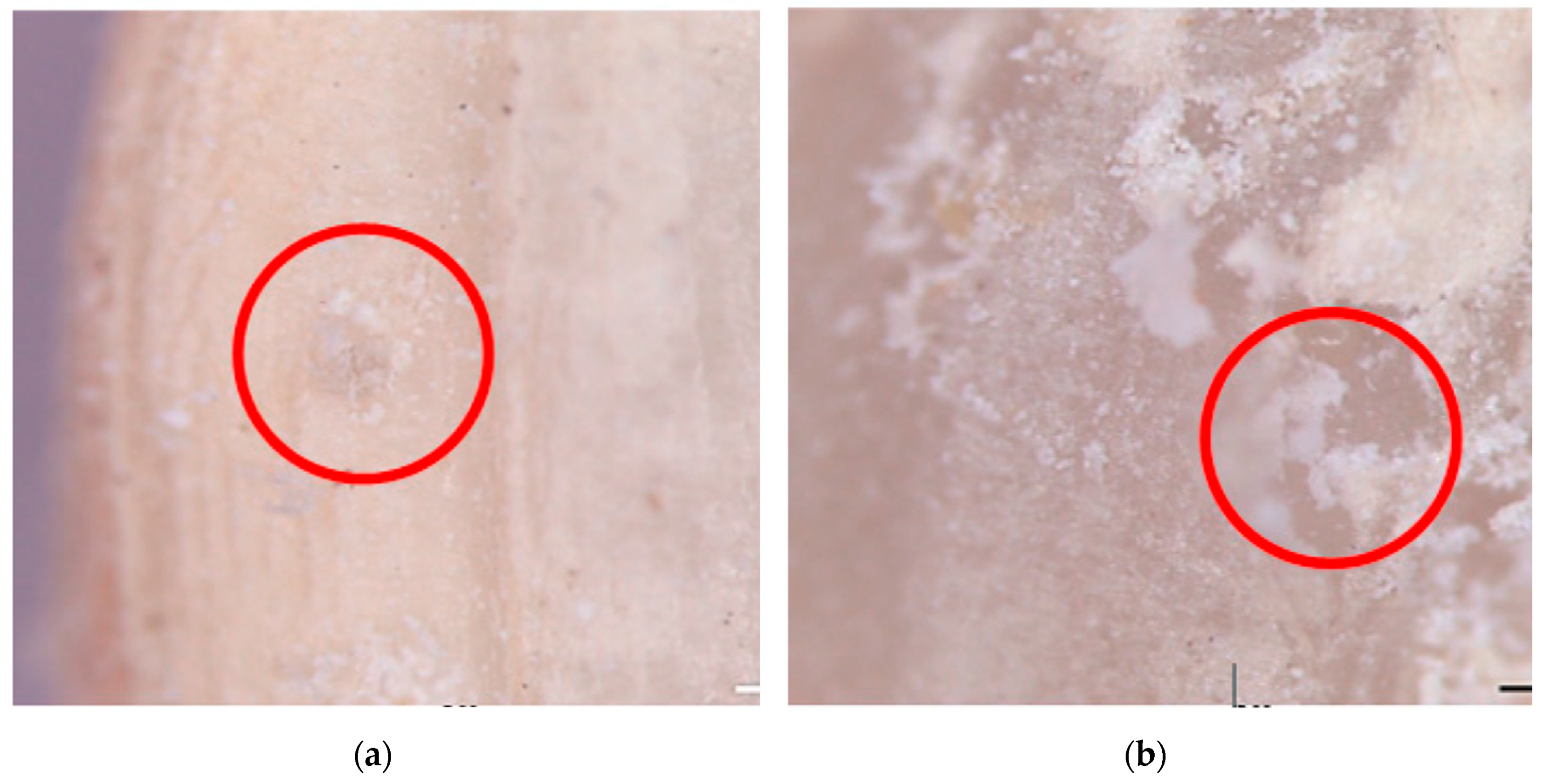 Insects 10 00327 g001a