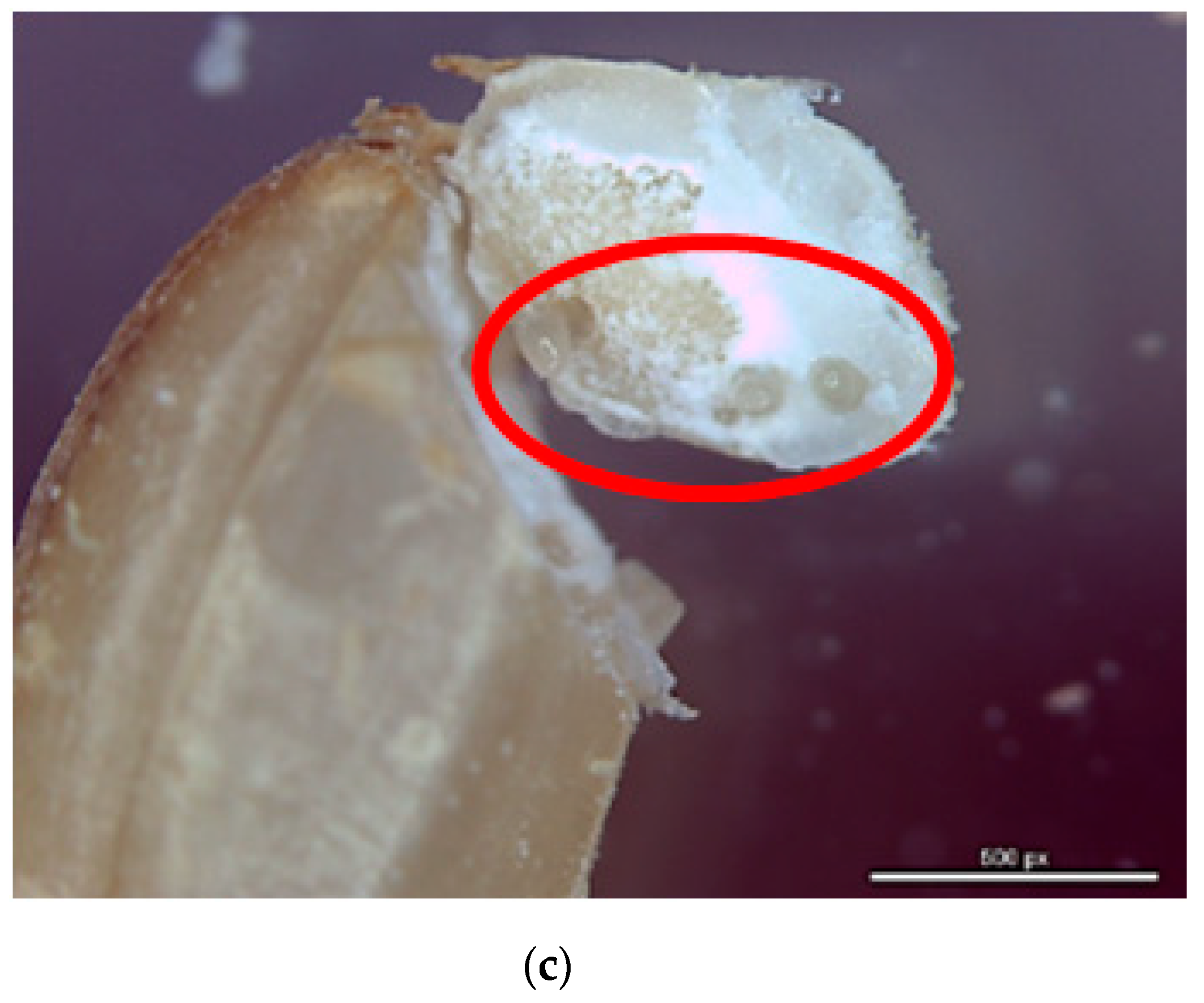 Insects 10 00327 g001b