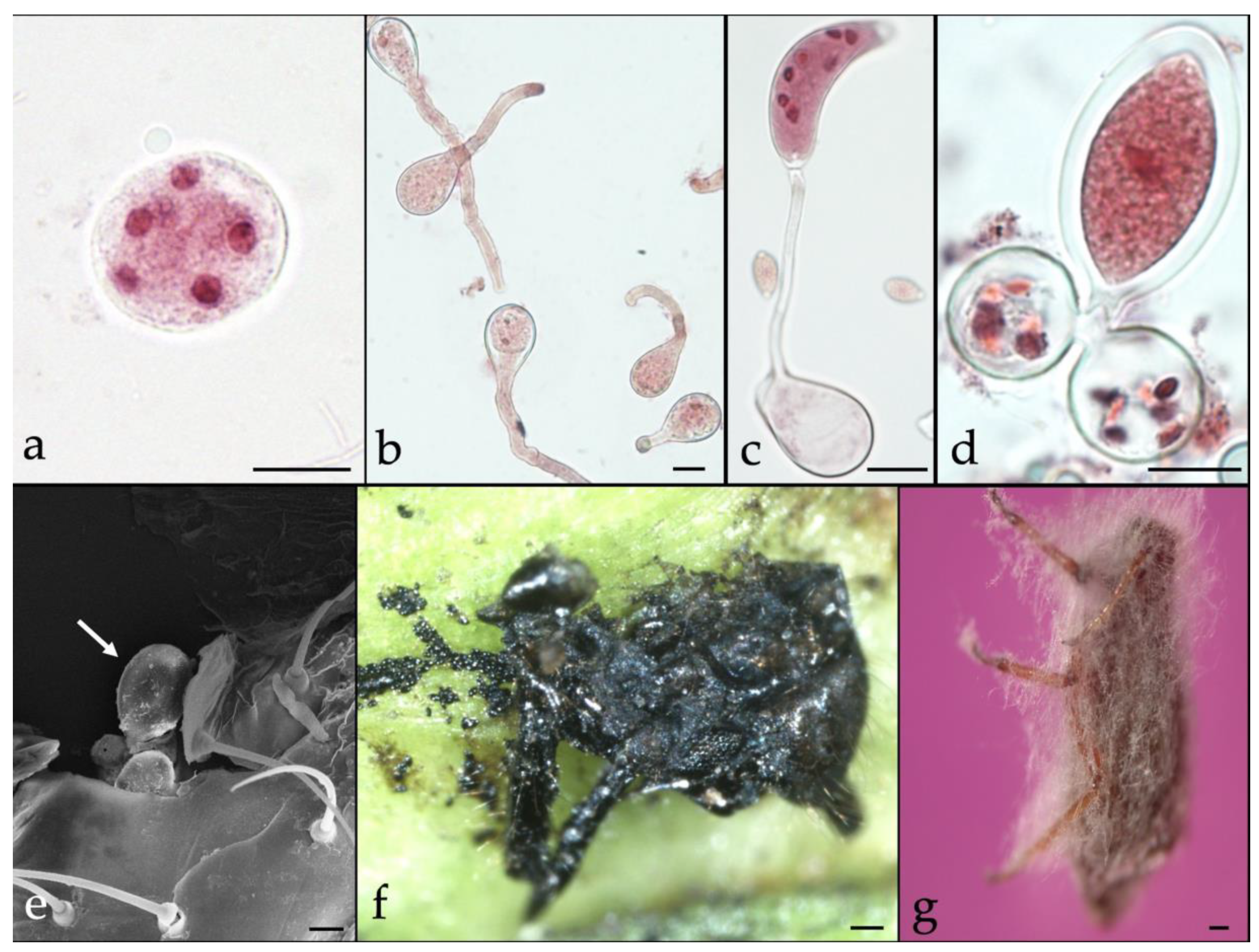 Insects Free Full Text Microbial Control Of Invasive - 