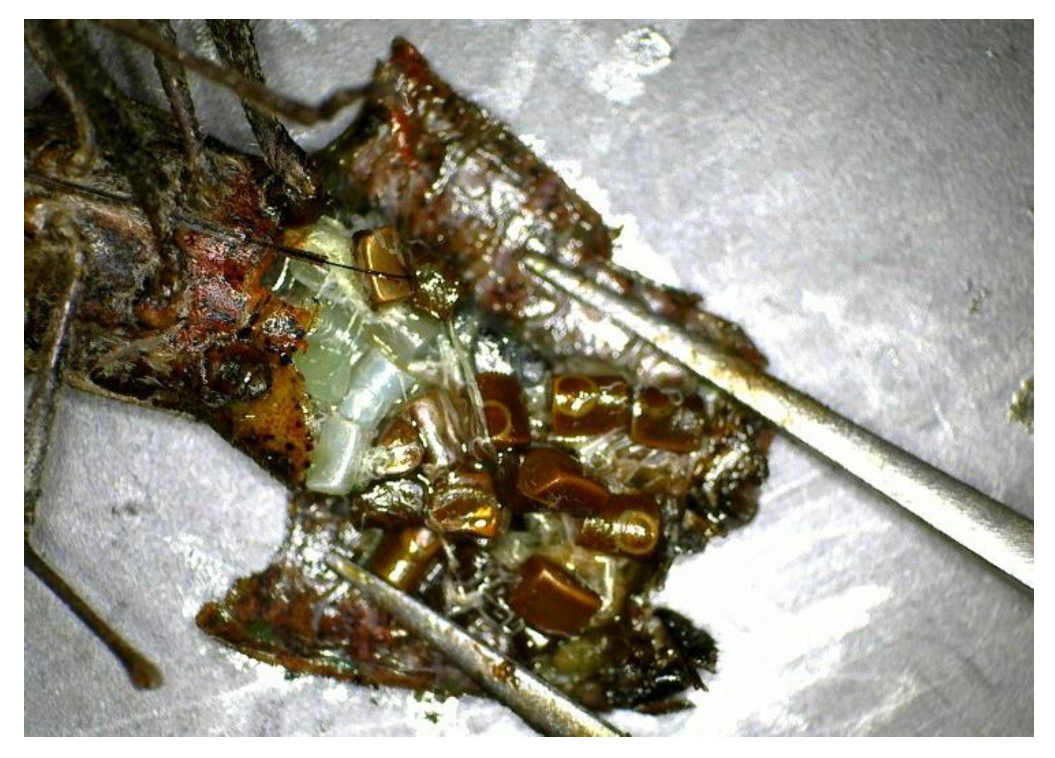 Insects 10 00351 g001