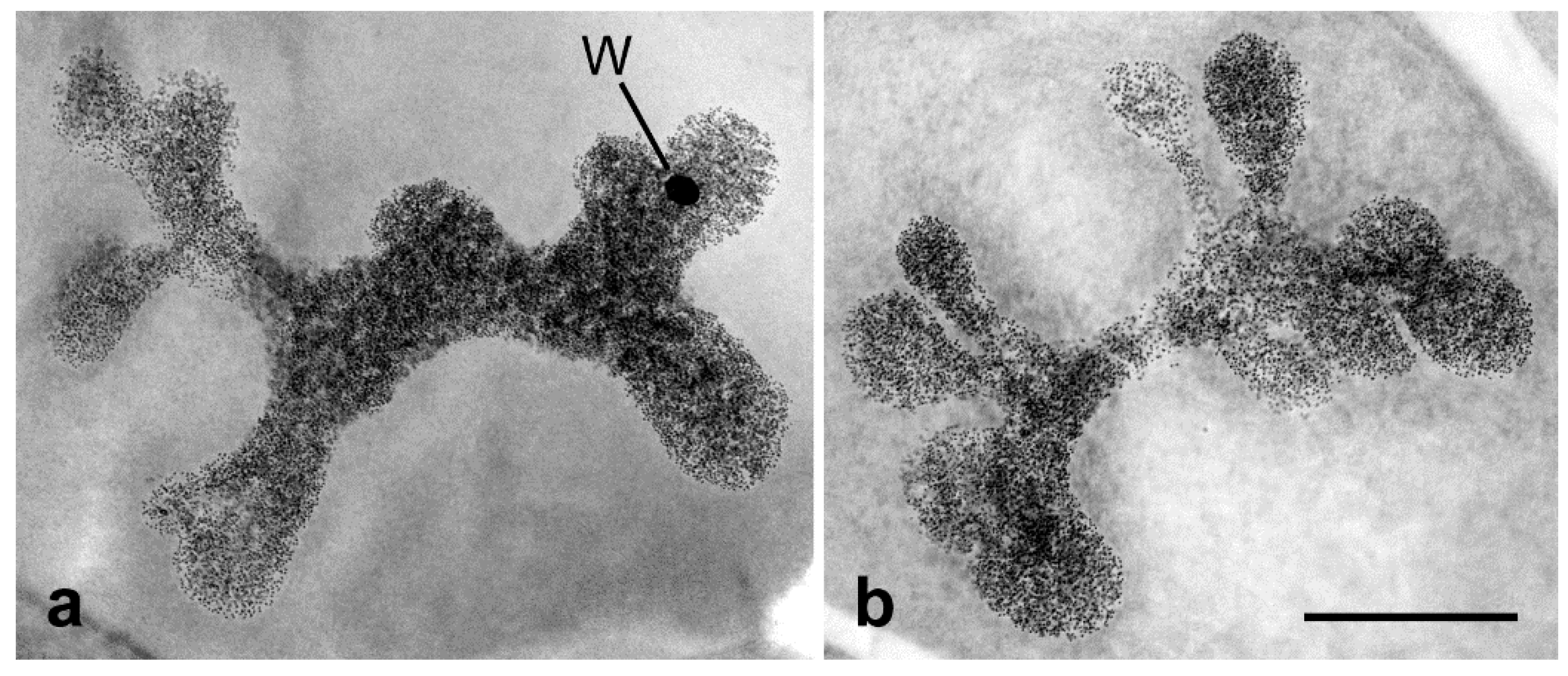 Insects 10 00371 g003 Insects 10 00371 g003
