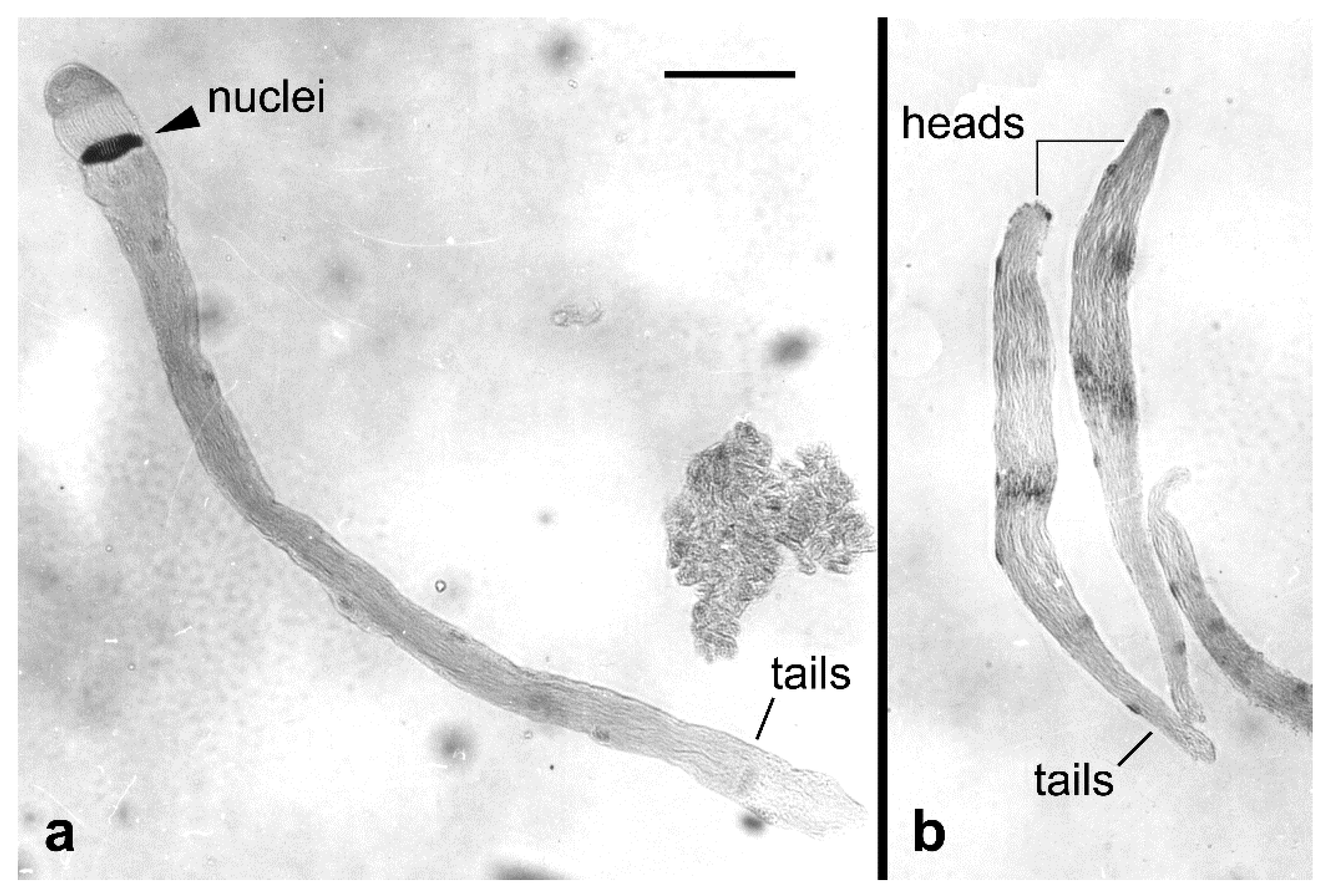 Insects 10 00371 g004 Insects 10 00371 g004