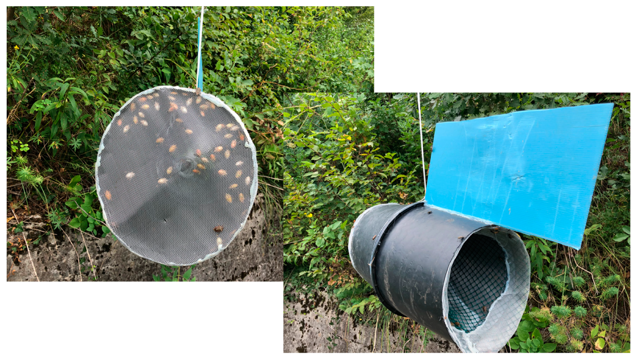 Insects 10 00376 g001