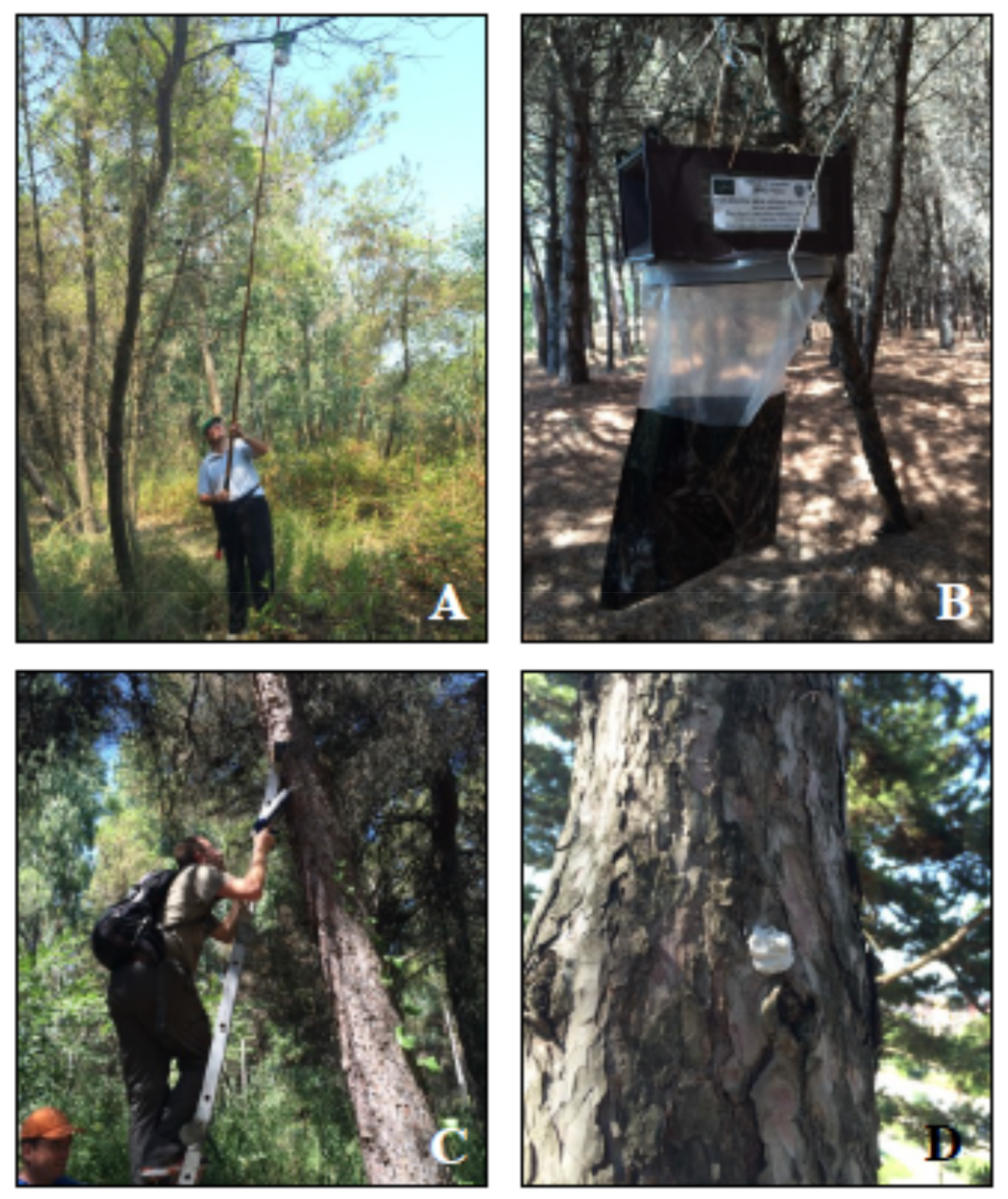 Insects 10 00395 g005