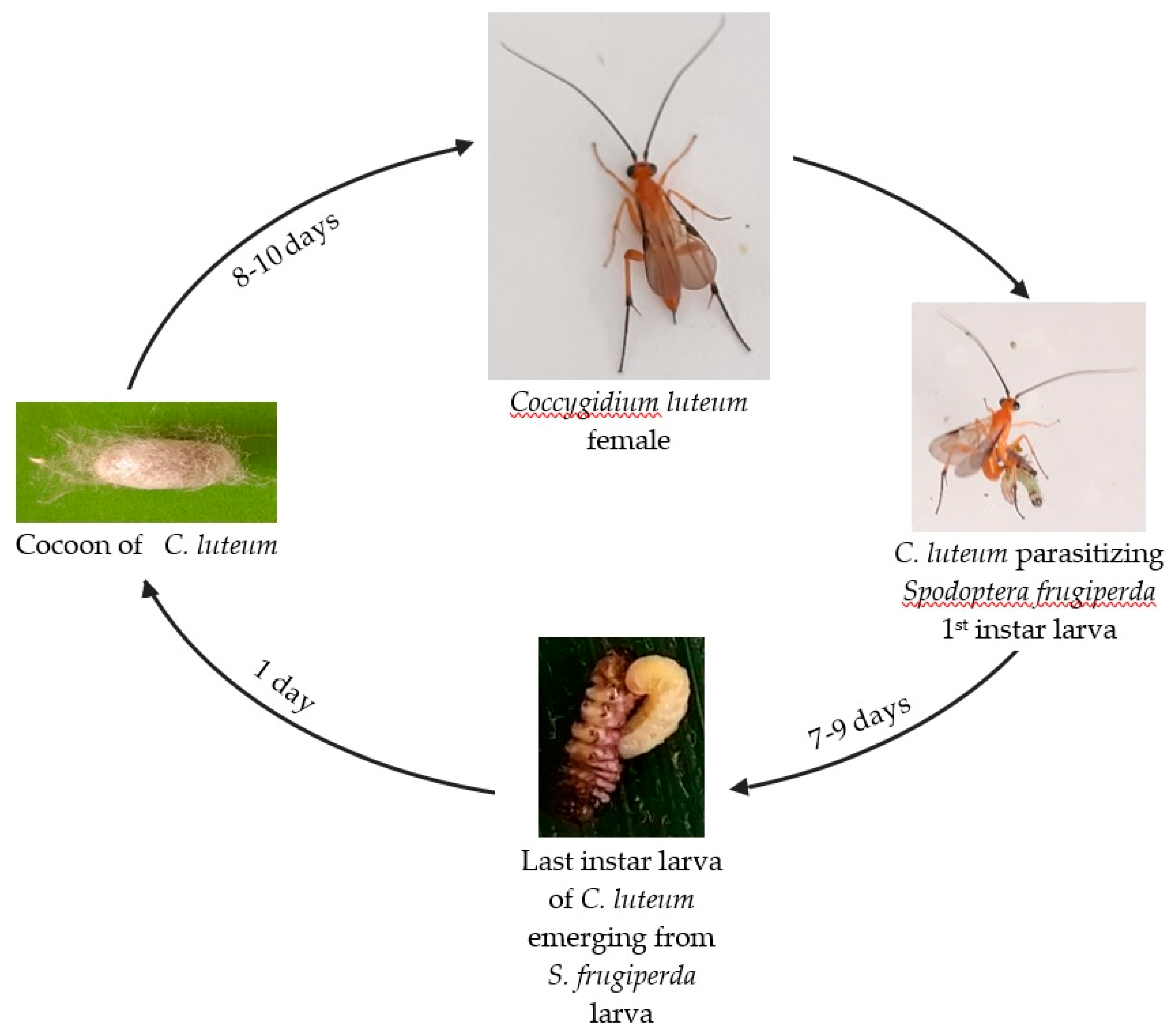 Insects 10 00410 g001