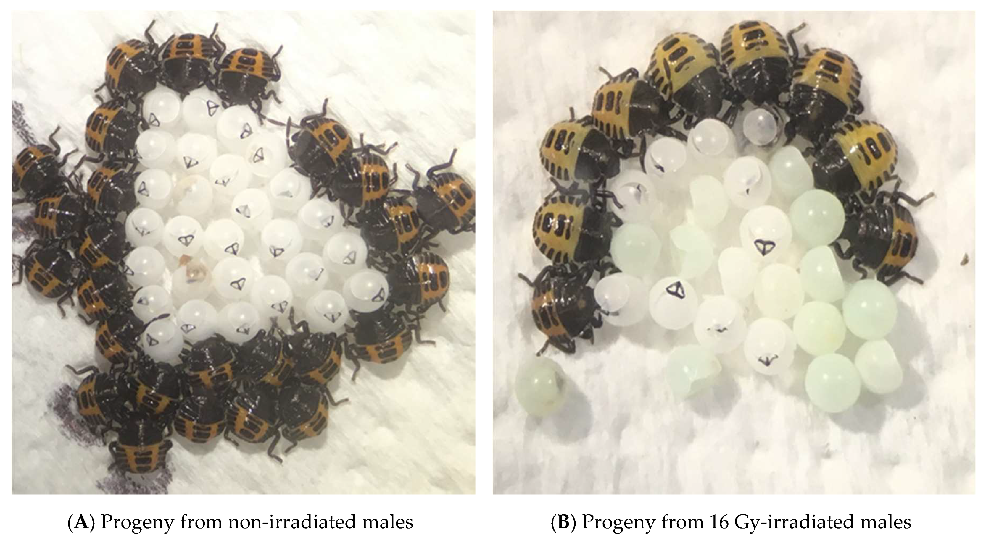 Insects 10 00411 g001 Insects 10 00411 g001