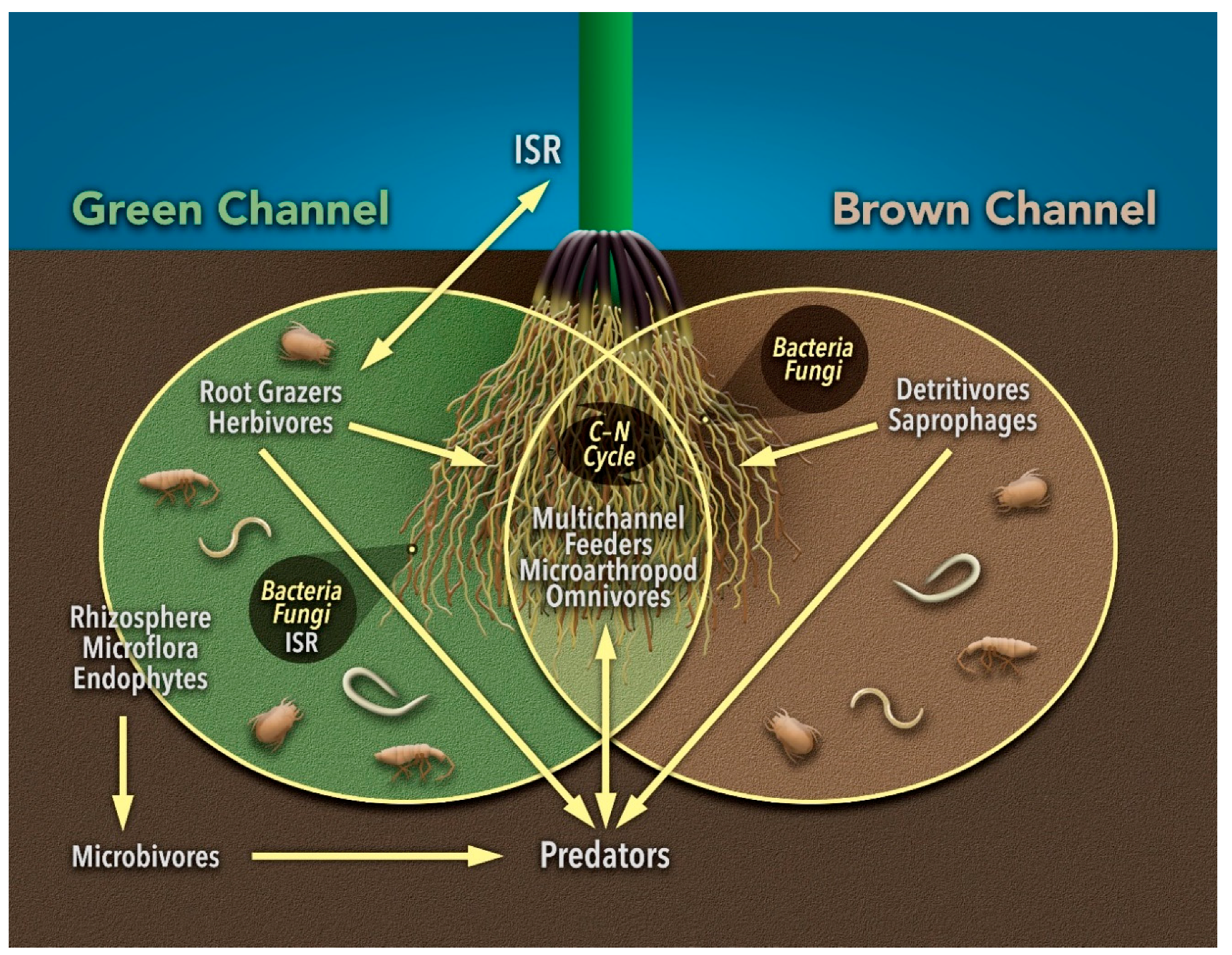 II. Importance of Insects in Decomposition and Soil Health