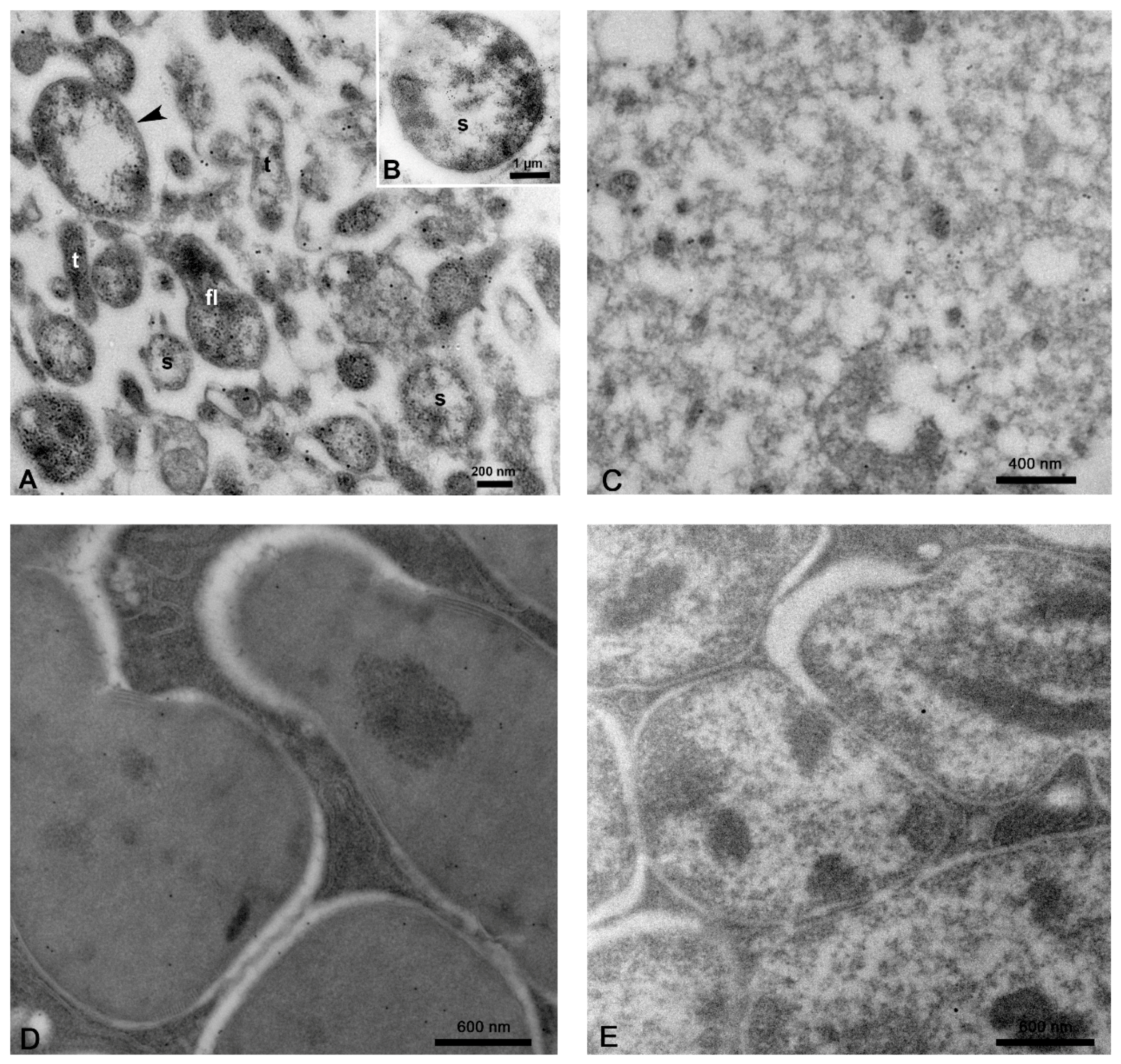 Insects 10 00422 g001 Insects 10 00422 g001