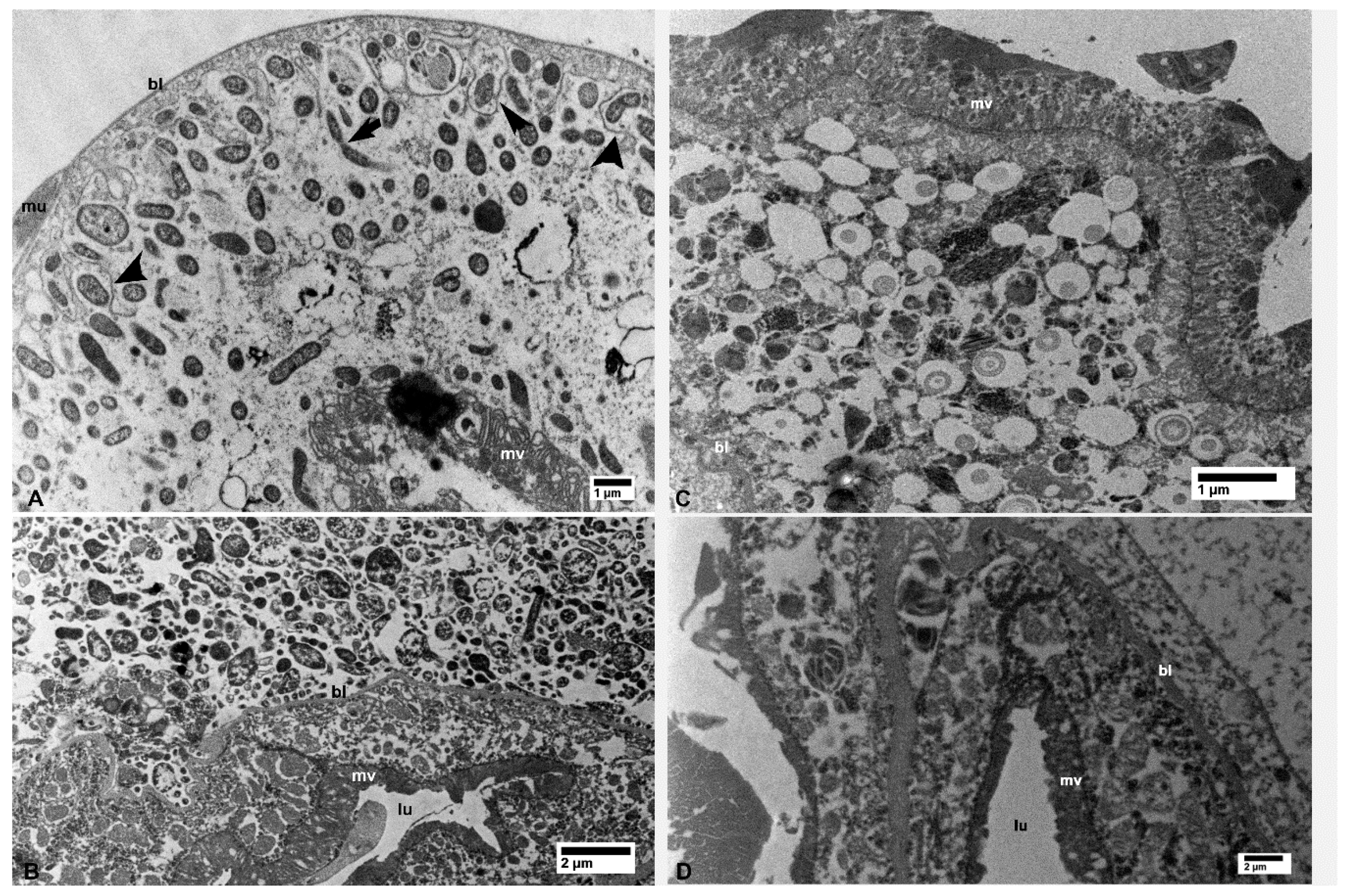 Insects 10 00422 g002 Insects 10 00422 g002