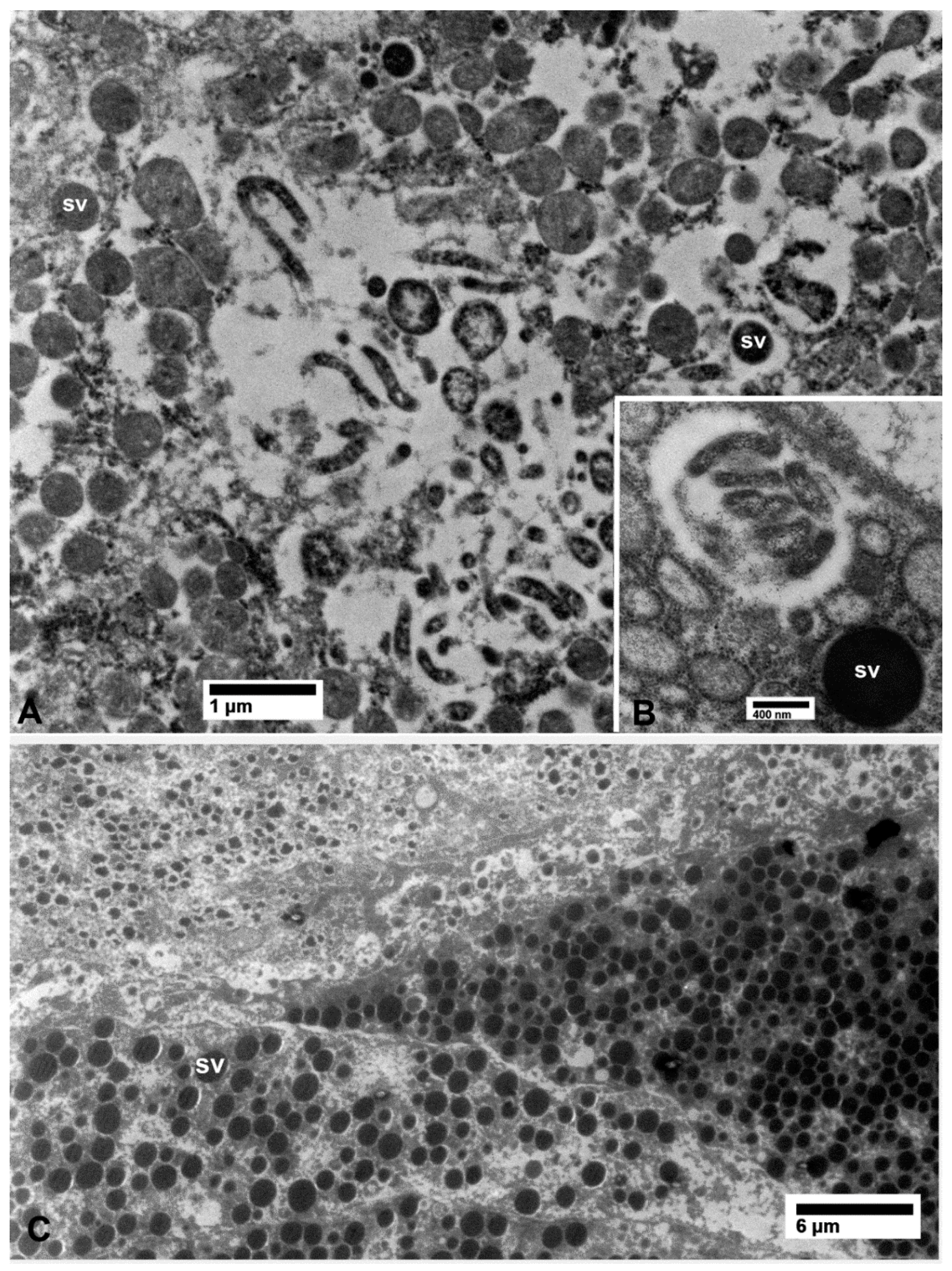 Insects 10 00422 g005 Insects 10 00422 g005
