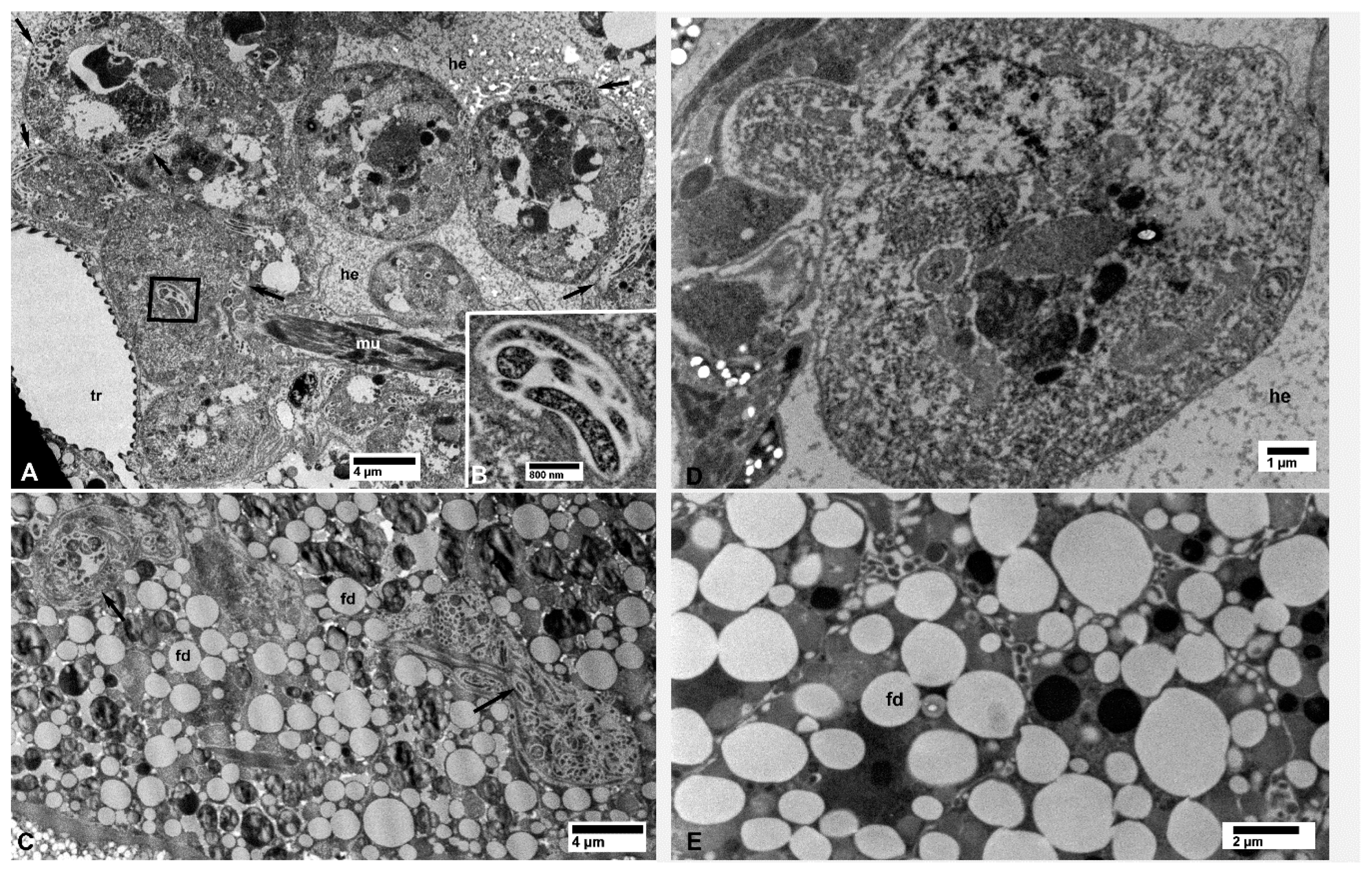 Insects 10 00422 g006 Insects 10 00422 g006