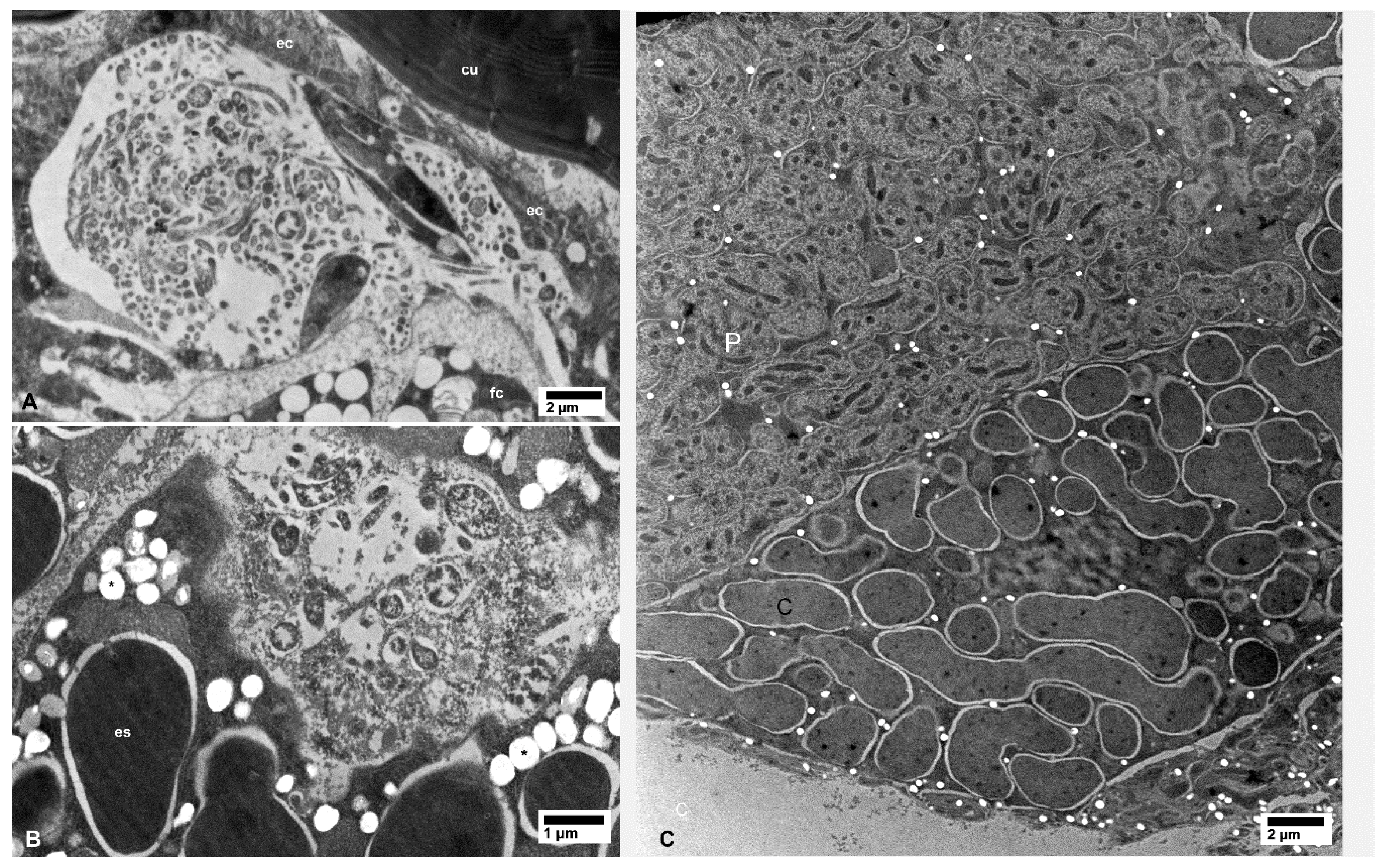 Insects 10 00422 g007 Insects 10 00422 g007