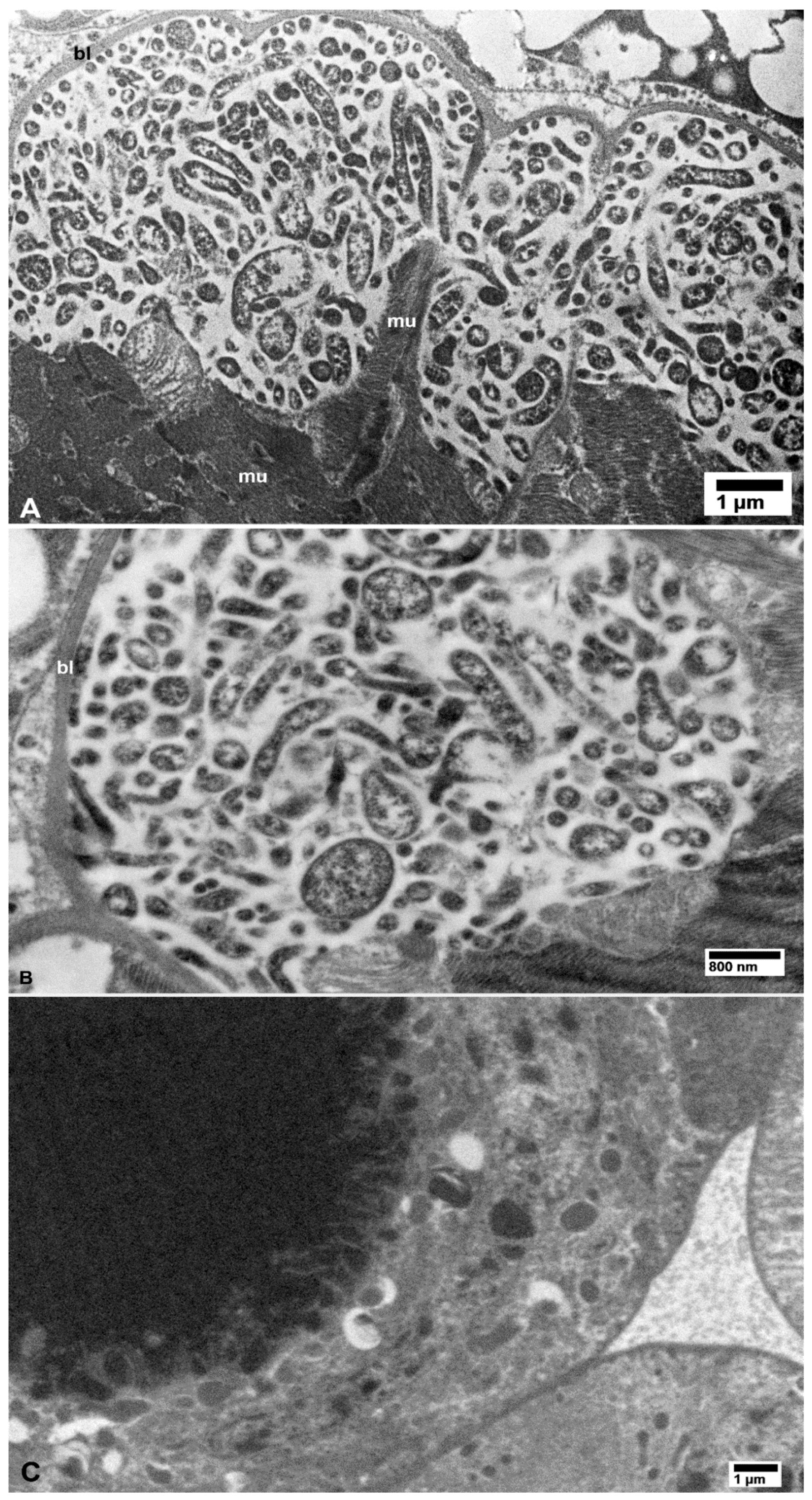 Insects 10 00422 g008 Insects 10 00422 g008