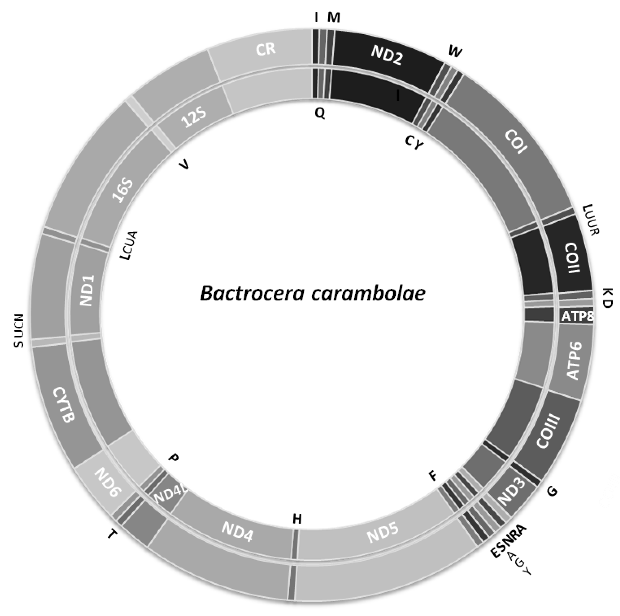 Insects Free Full Text The Complete Mitochondrial Genome Of Bactrocera Carambolae Diptera Tephritidae Genome Description And Phylogenetic Implications Html Insects Free Full Text The Complete Mitochondrial Genome Of Bactrocera Carambolae Diptera Tephritidae Genome Description And Phylogenetic Implications Html