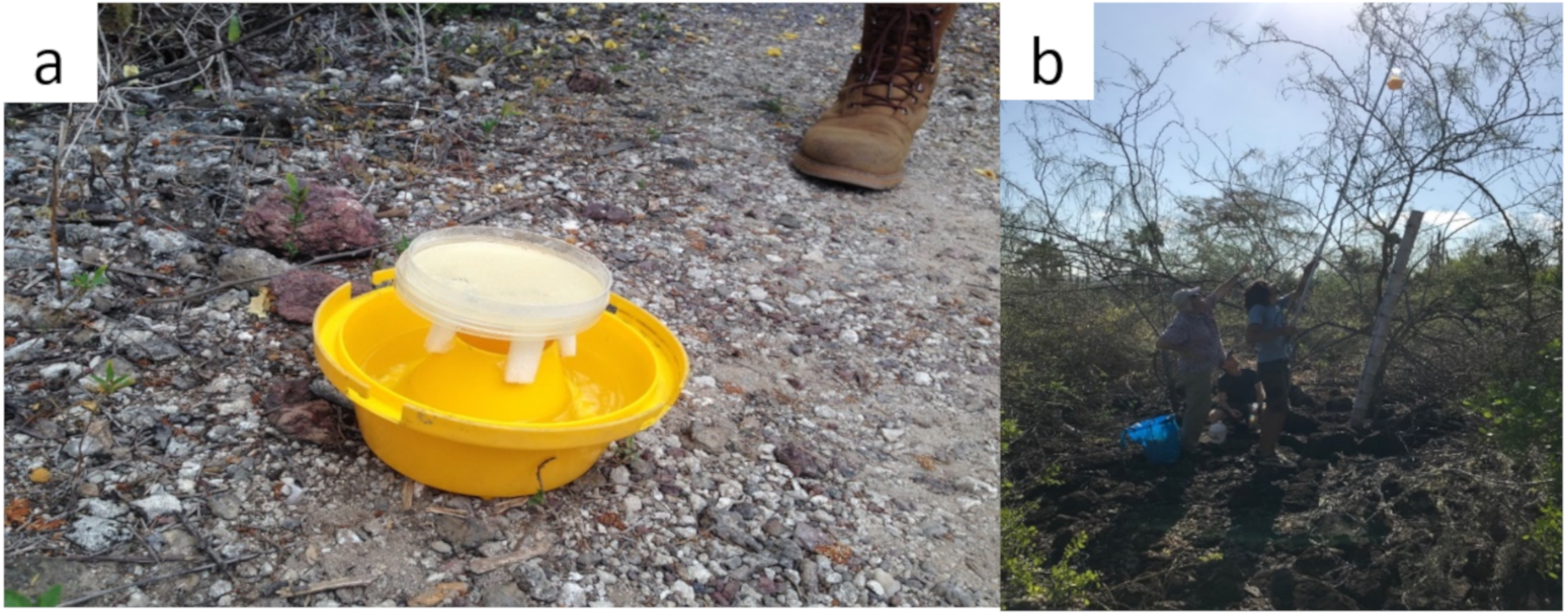 Insects 10 00431 g001