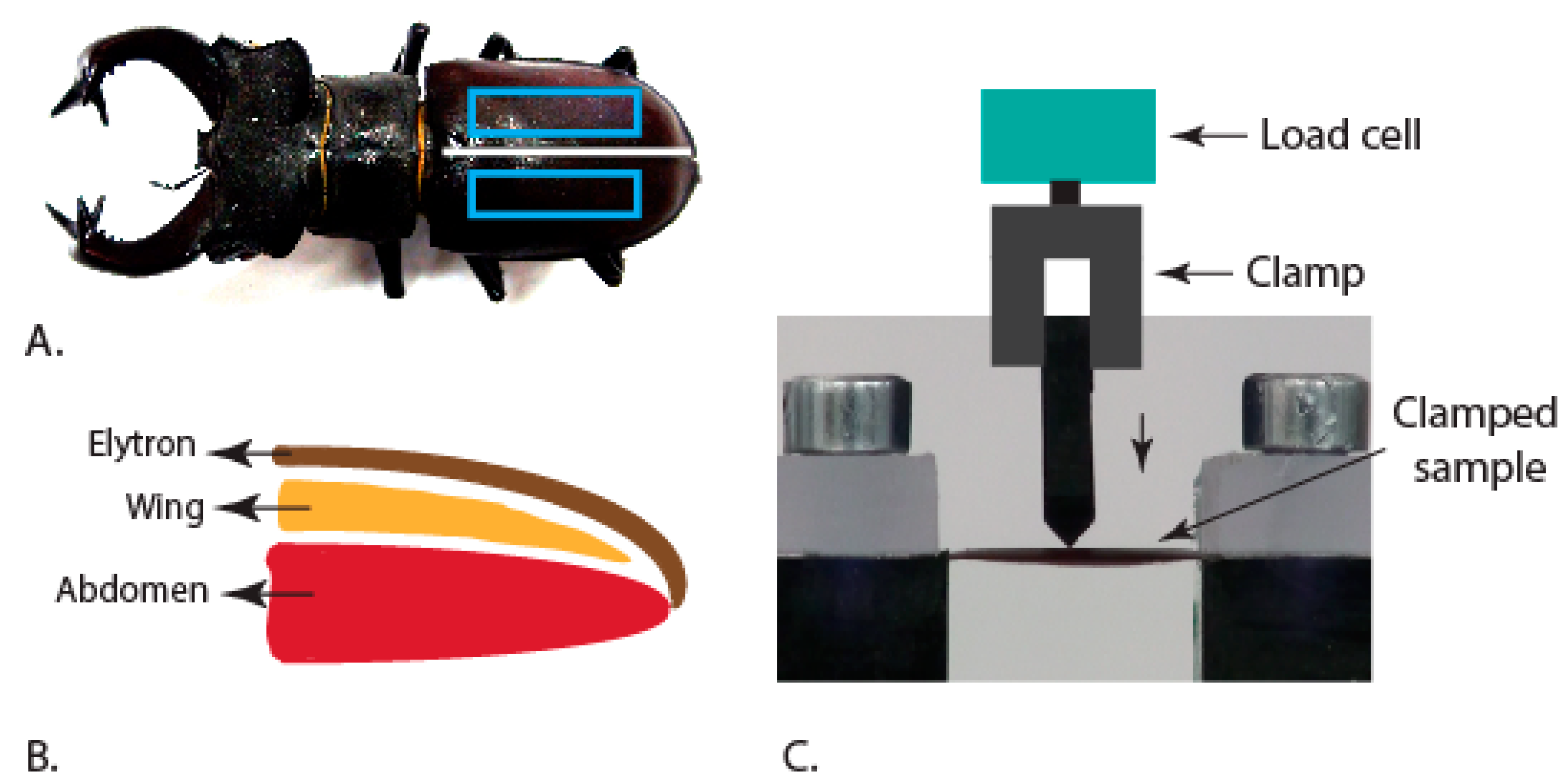 Insects 10 00438 g002 Insects 10 00438 g002