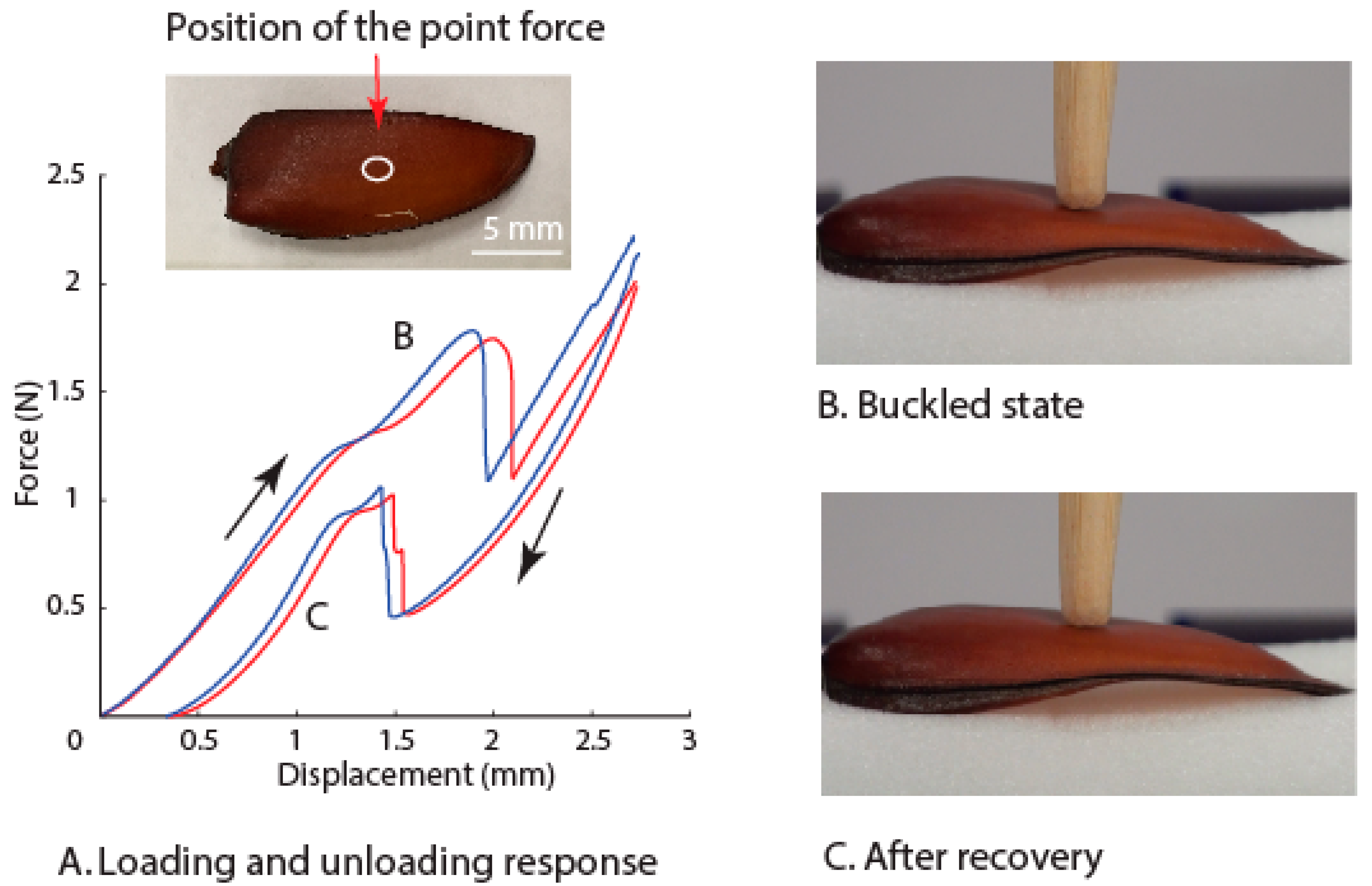 Insects 10 00438 g005 Insects 10 00438 g005