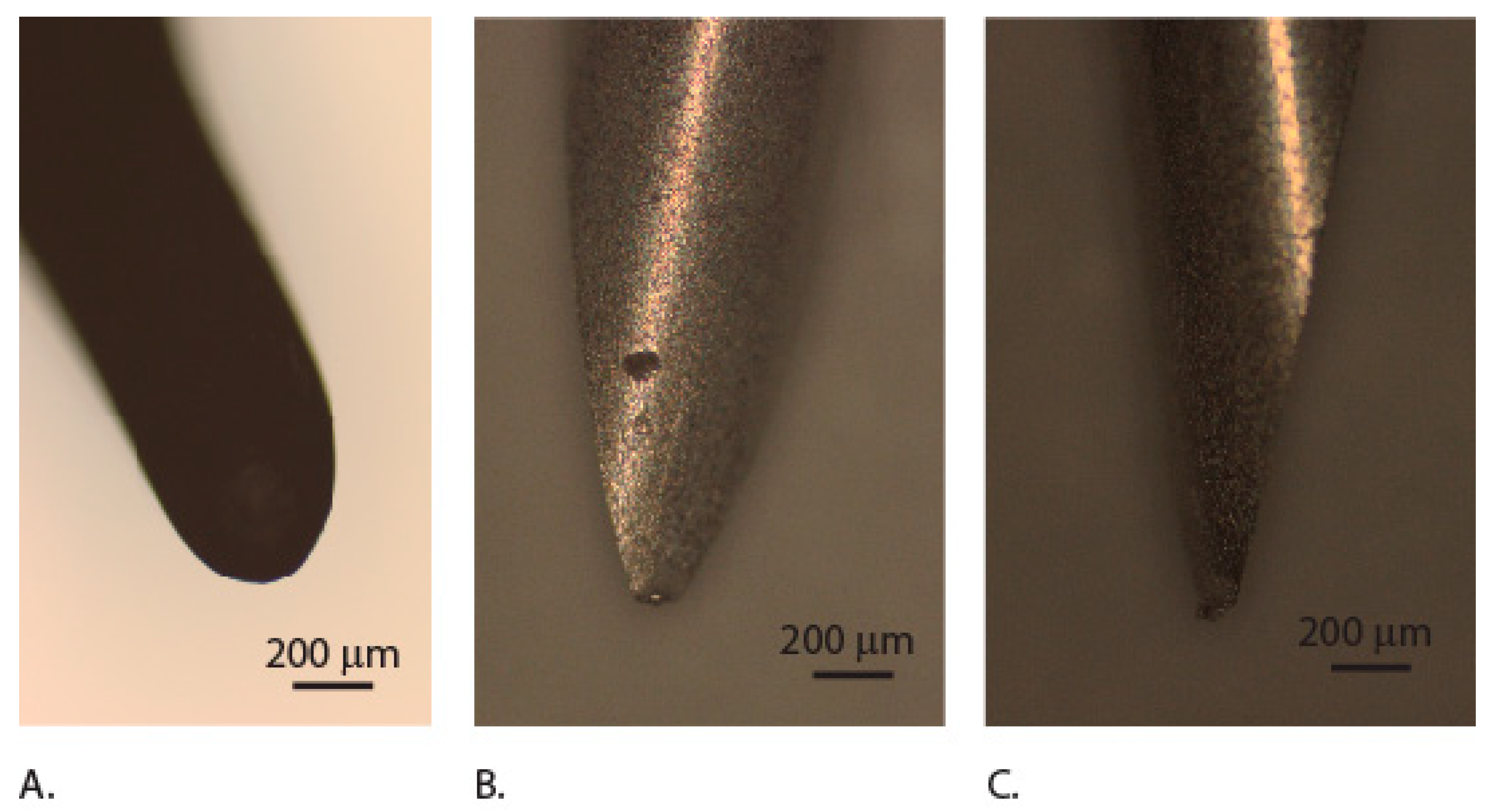 Insects 10 00438 g009 Insects 10 00438 g009
