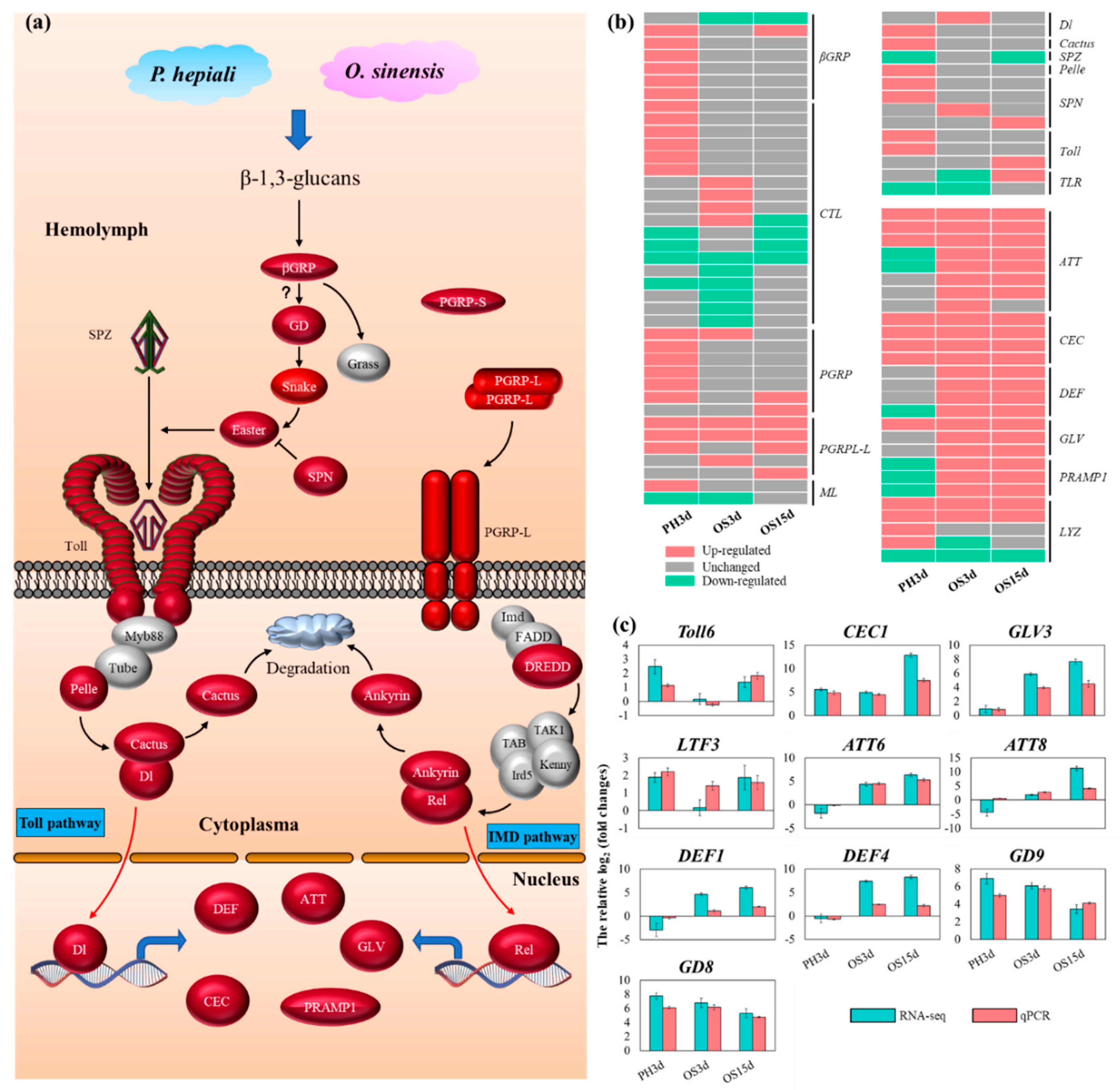 Insects 11 00004 g004 Insects 11 00004 g004