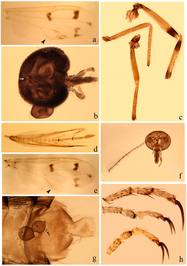 Insects 11 00009 g004