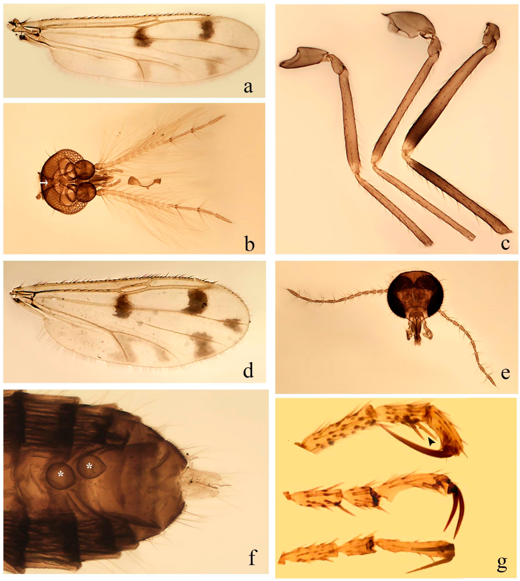 Insects 11 00009 g007