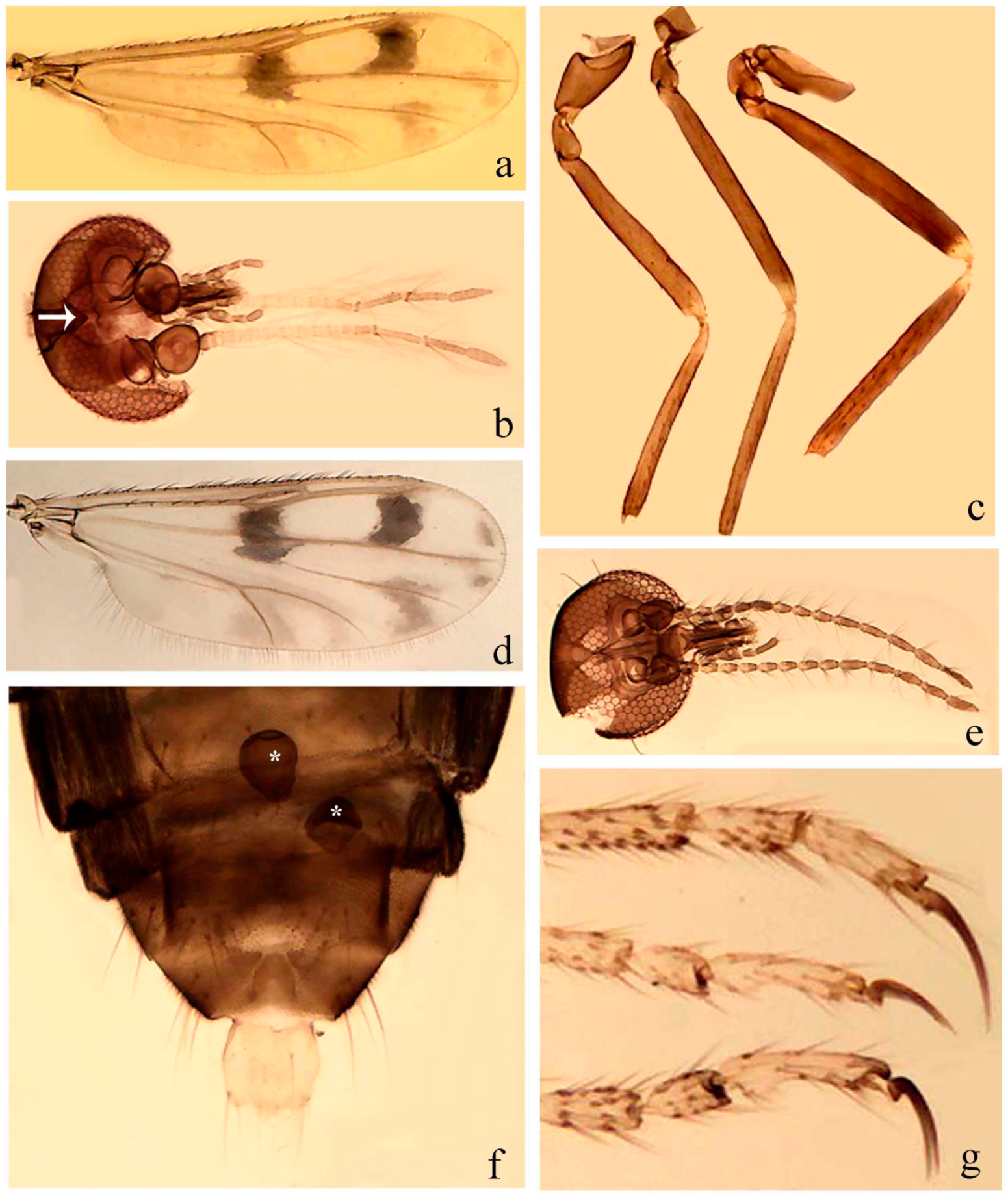Insects 11 00009 g018