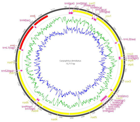 Hybrid Cut An Improved Sectioning Method For Recalcitrant Plant