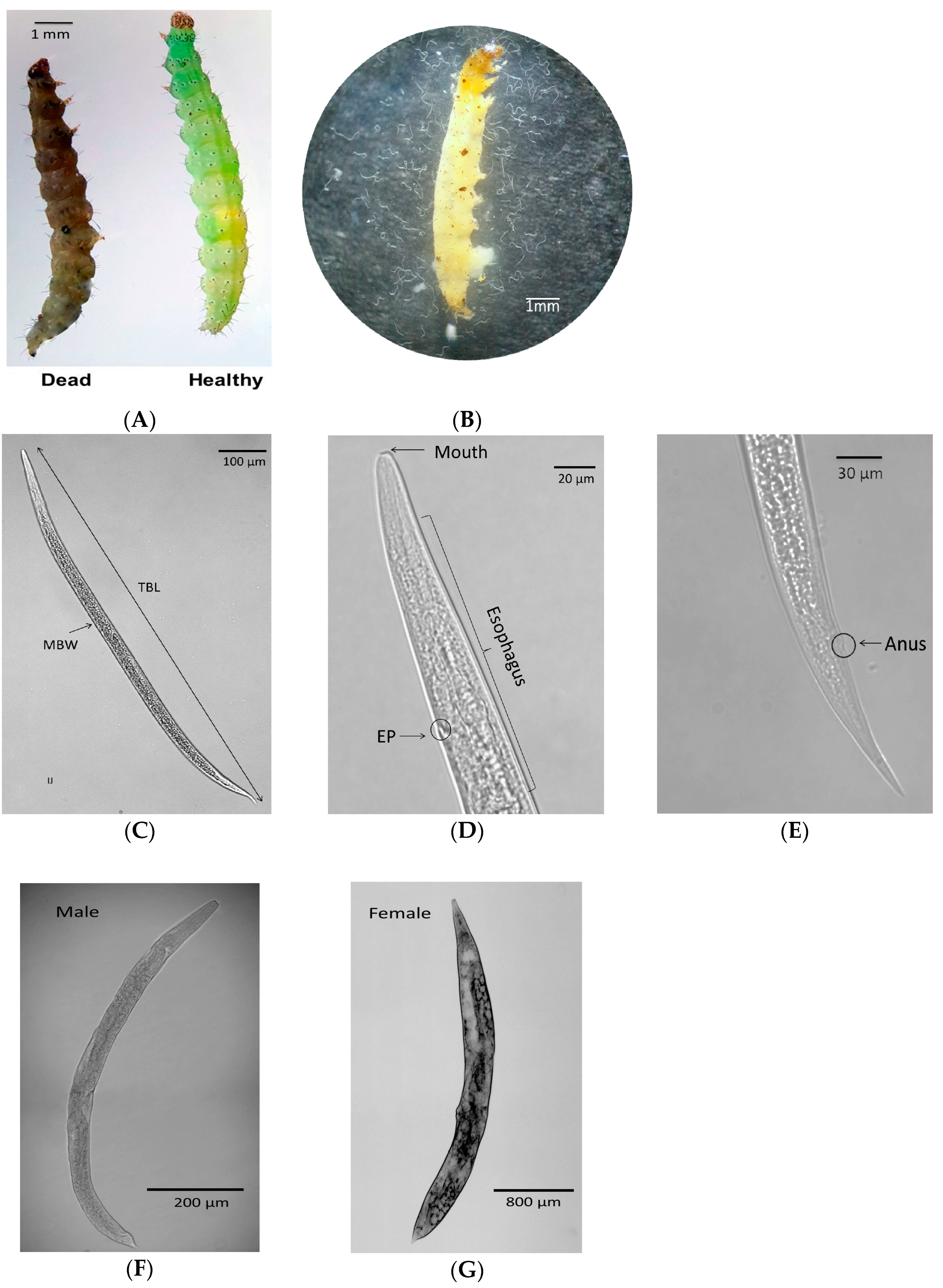 Insects 11 00033 g001 Insects 11 00033 g001