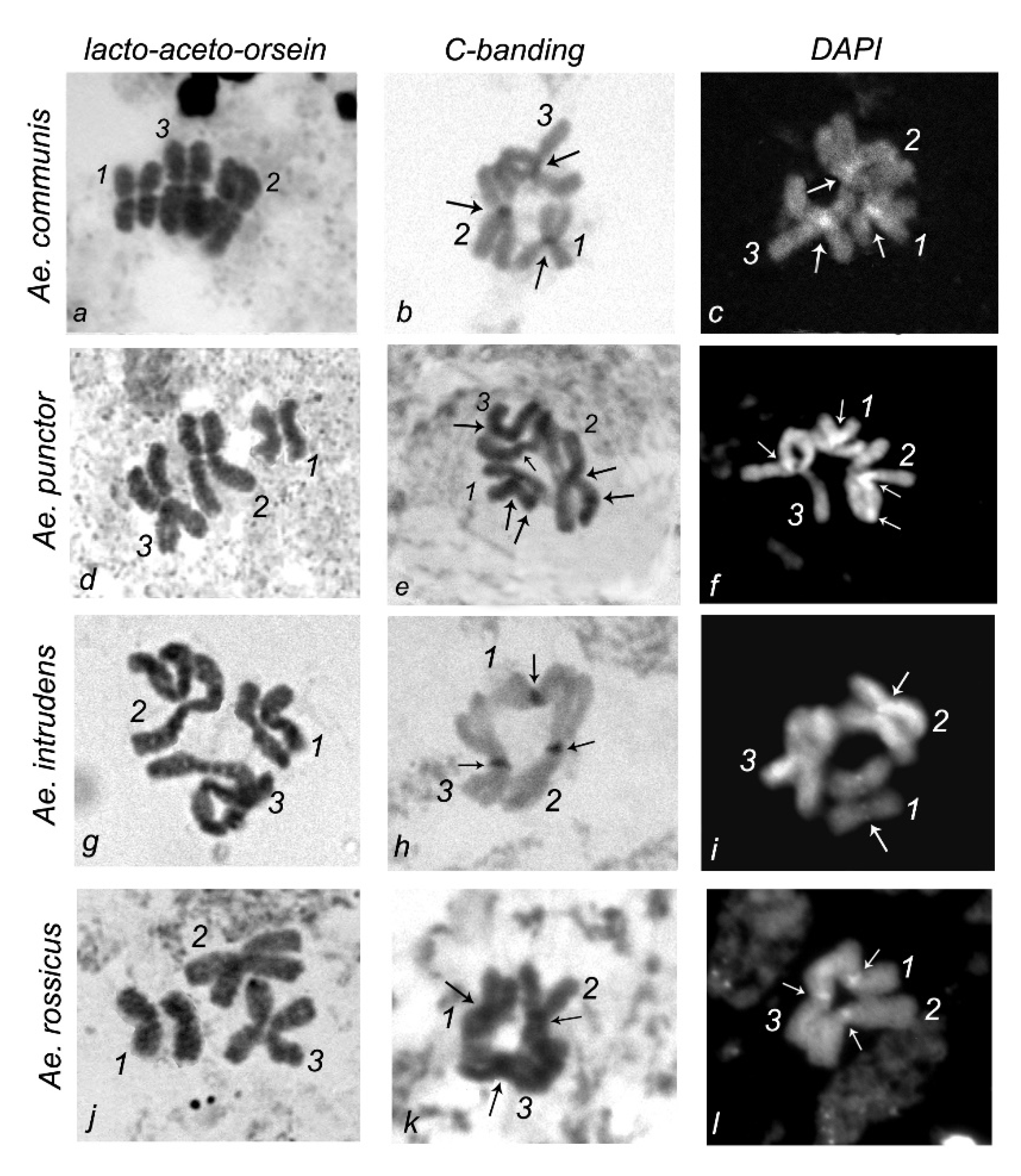 Insects Free Full Text Analysis Of The Metaphase Chromosome Karyotypes In Imaginal Discs Of Aedes Communis Ae Punctor Ae Intrudens And Ae Rossicus Diptera Culicidae Mosquitoes Html