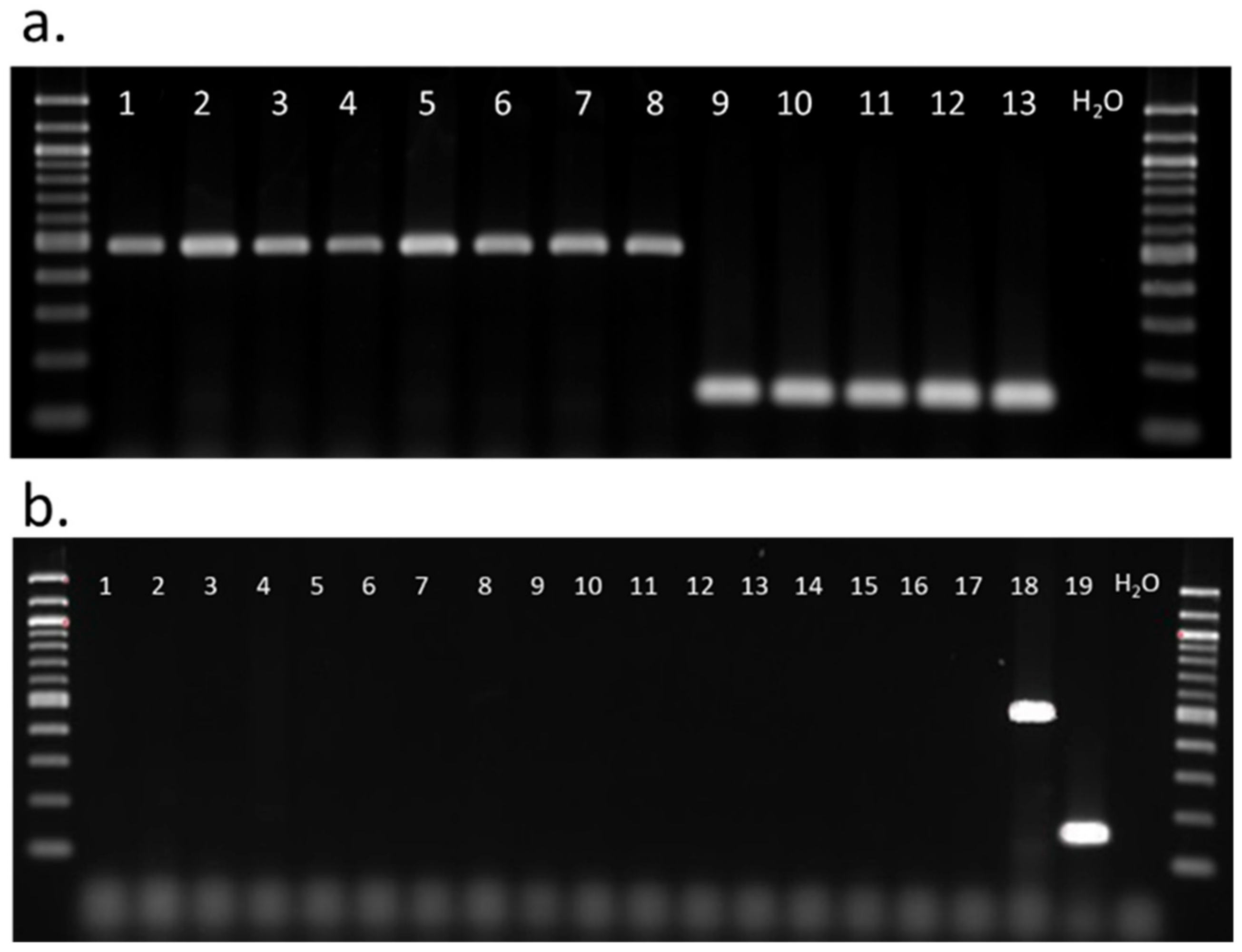 Insects 11 00080 g004