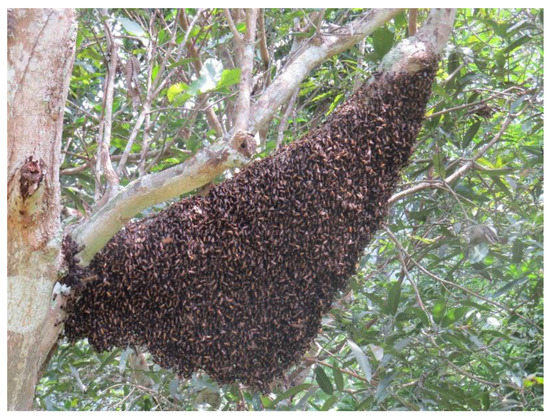 Ohio researchers develop new breed of honeybees to fight parasites