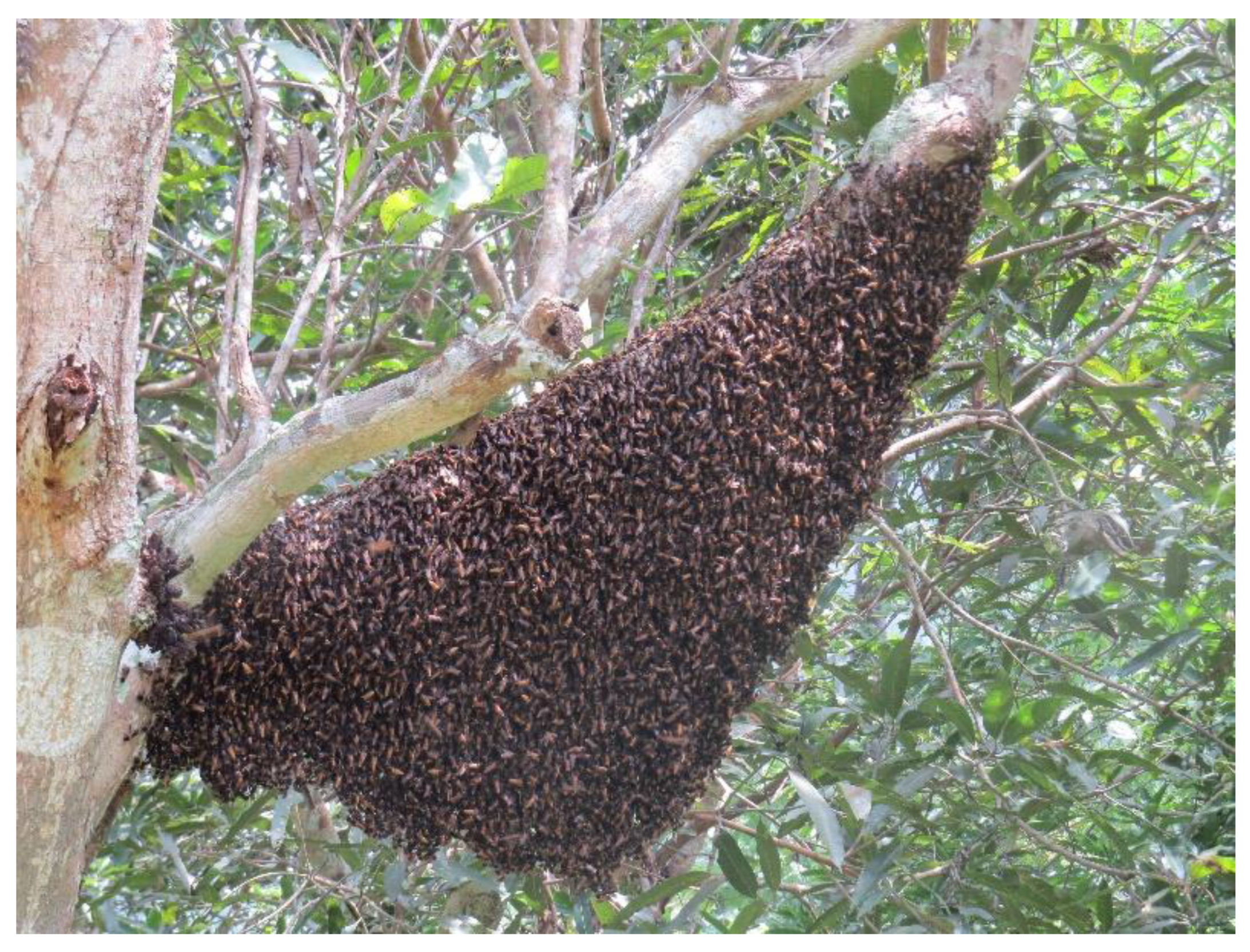 What is Honeycomb and It's Vital Role in the Hive?- Carolina Honeybees