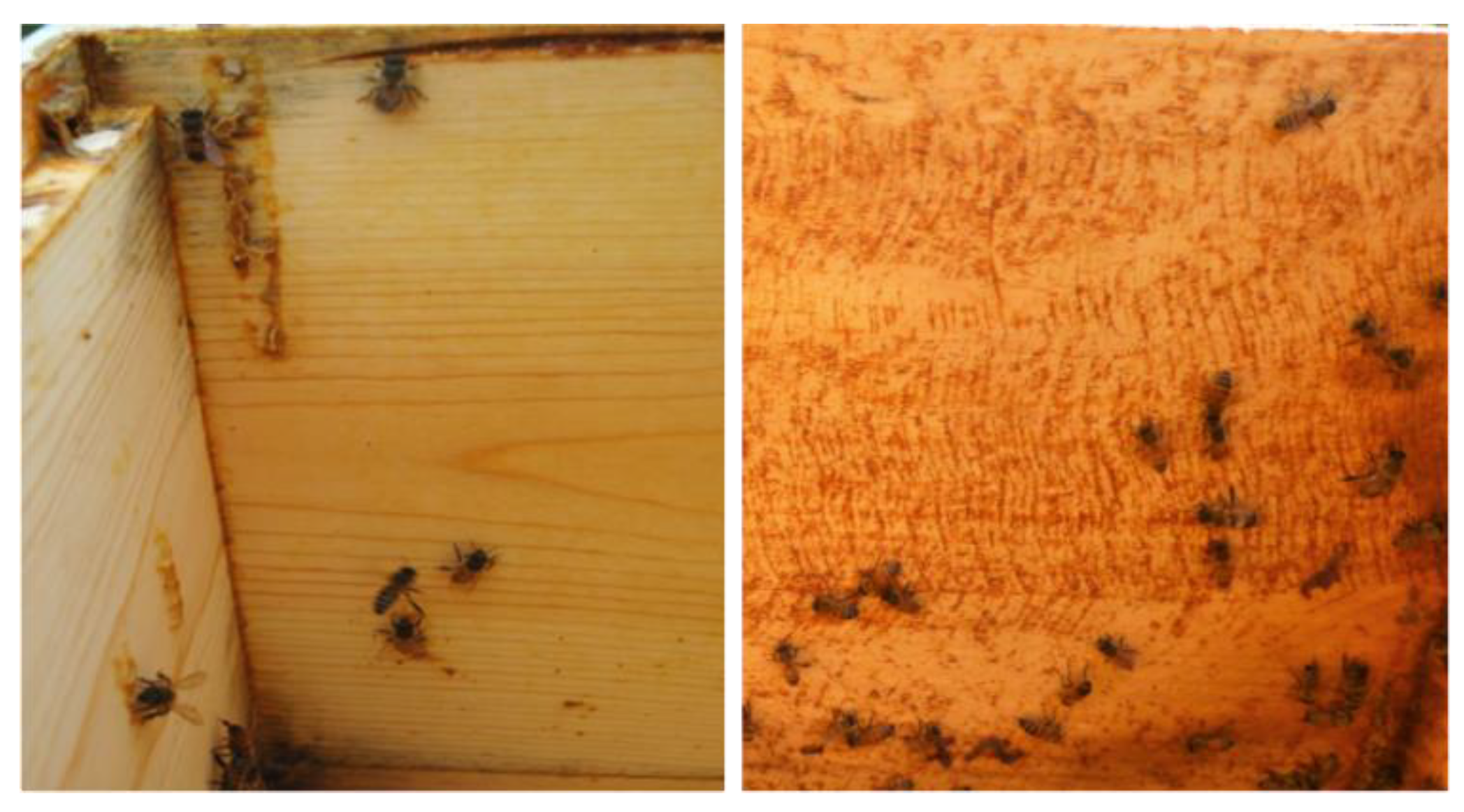 Insects 11 00088 g003 550