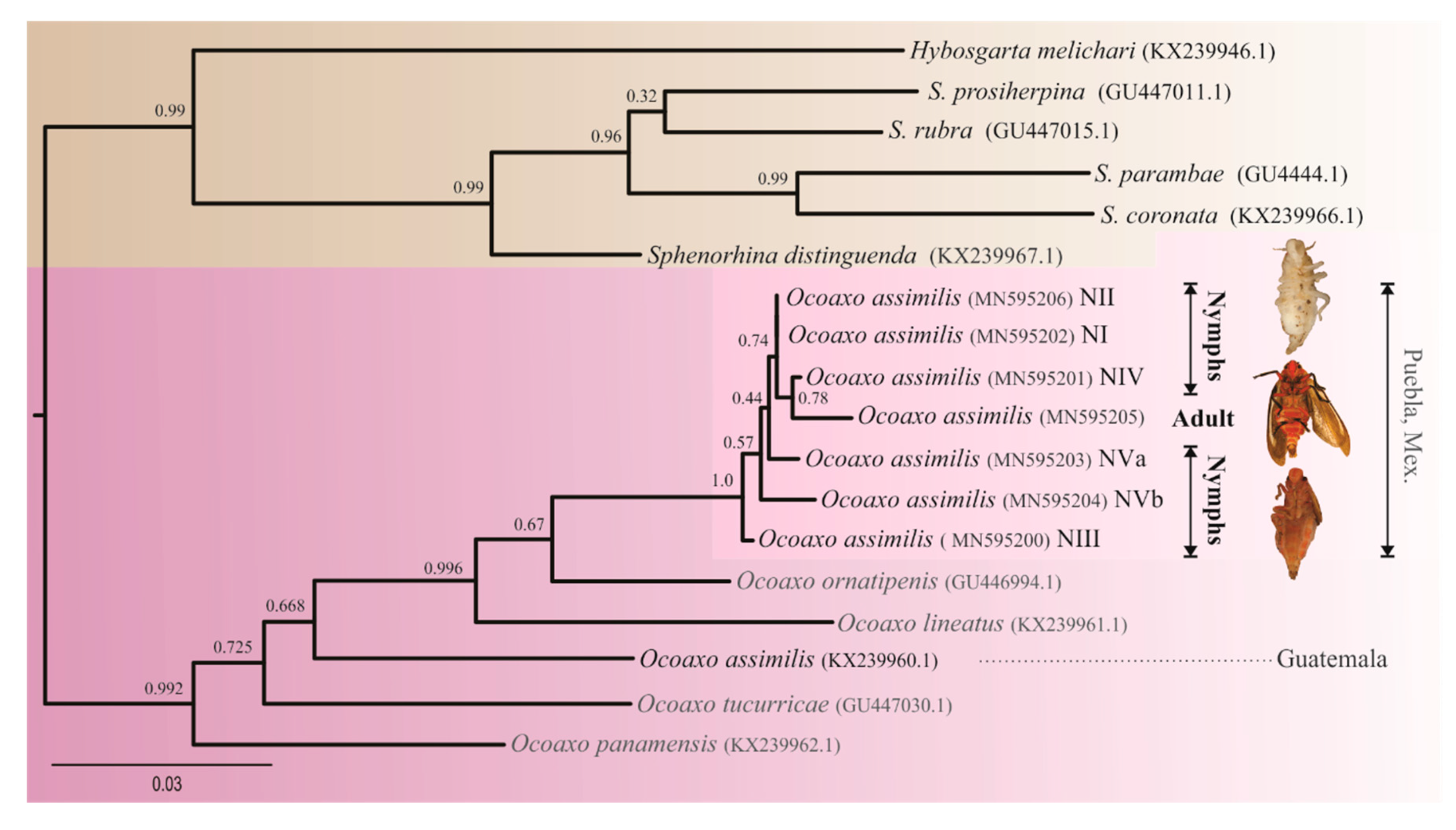 Insects 11 00096 g004 Insects 11 00096 g004
