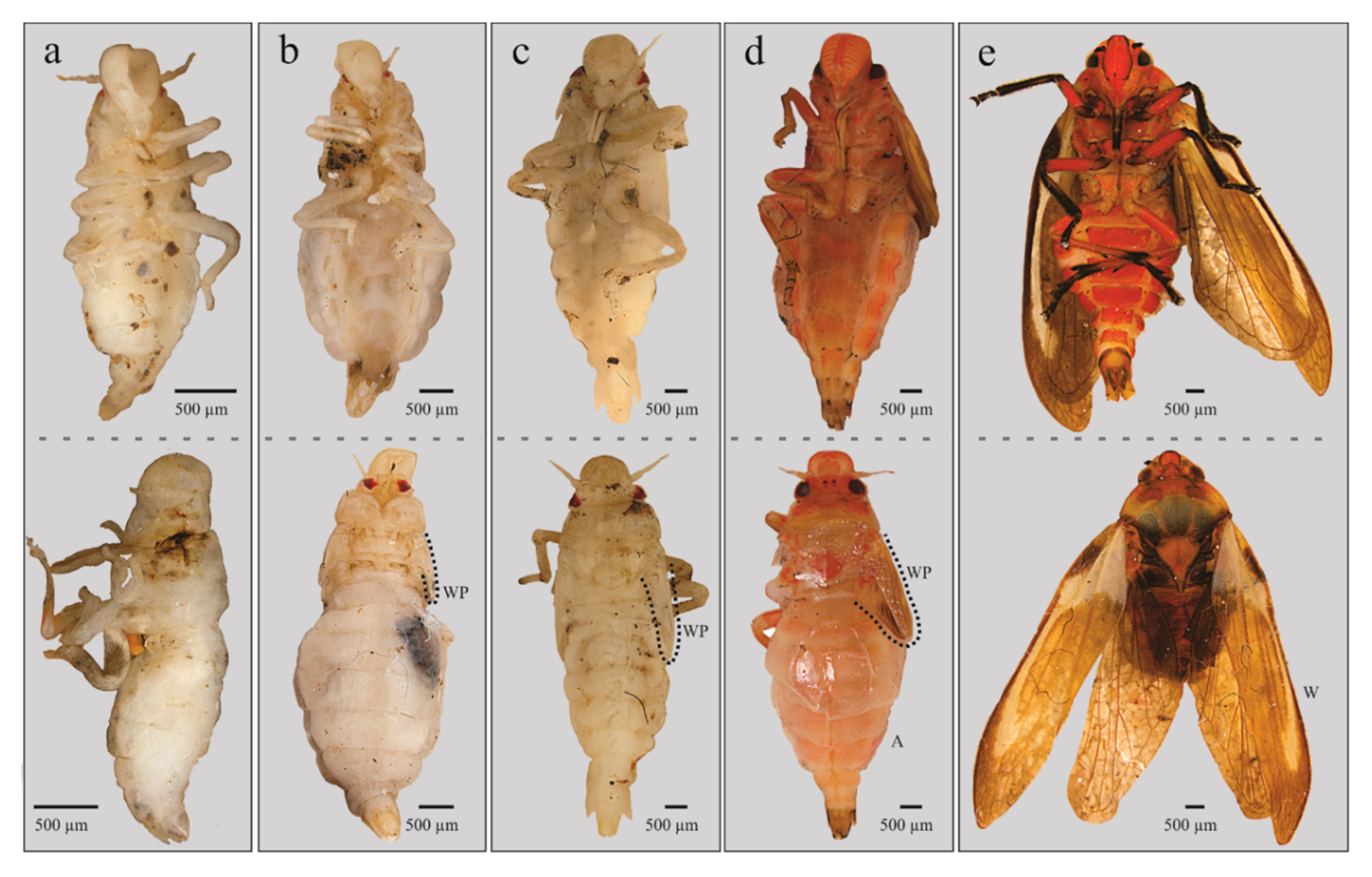 Insects 11 00096 g006 Insects 11 00096 g006