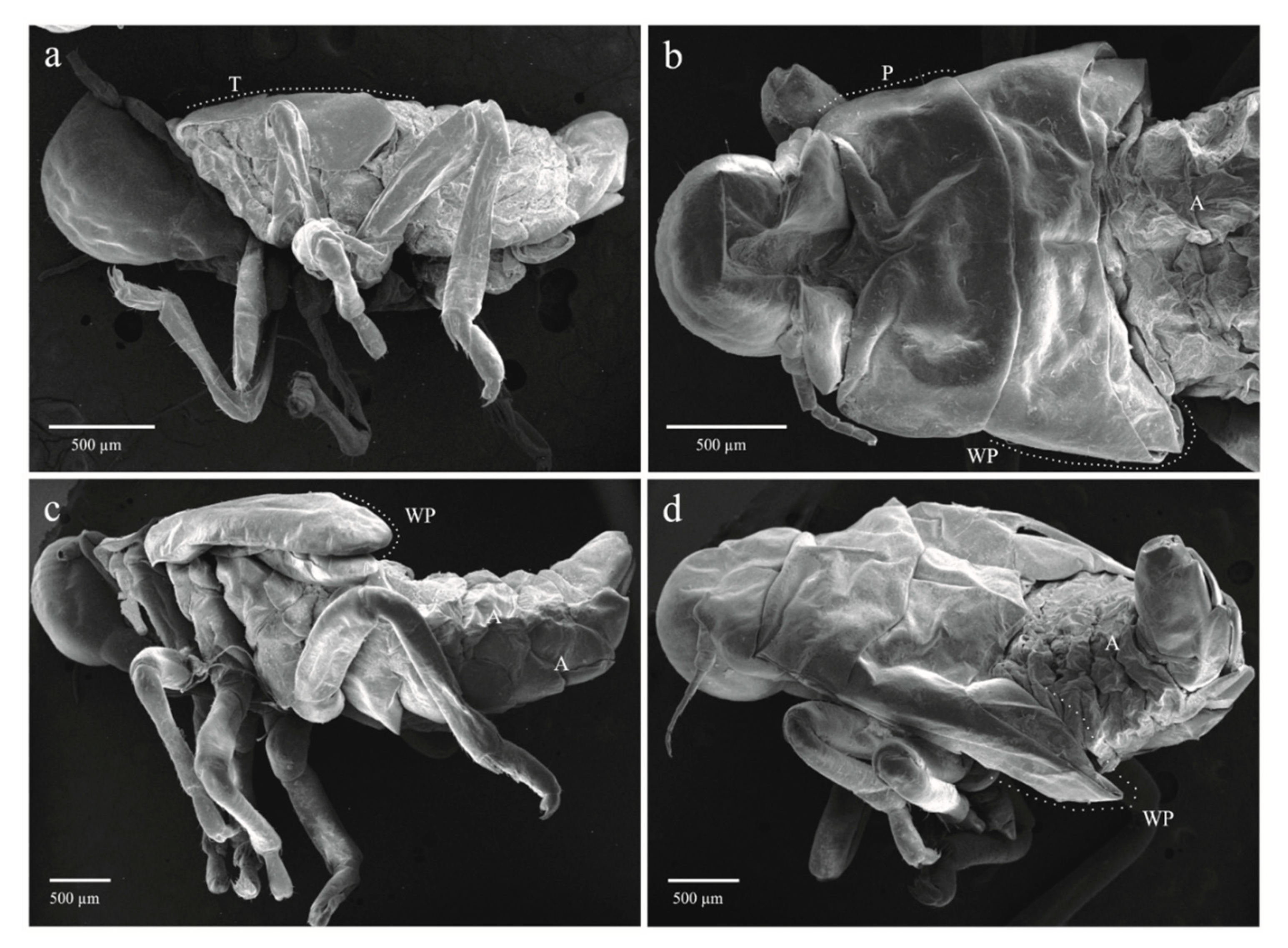 Insects 11 00096 g007 Insects 11 00096 g007