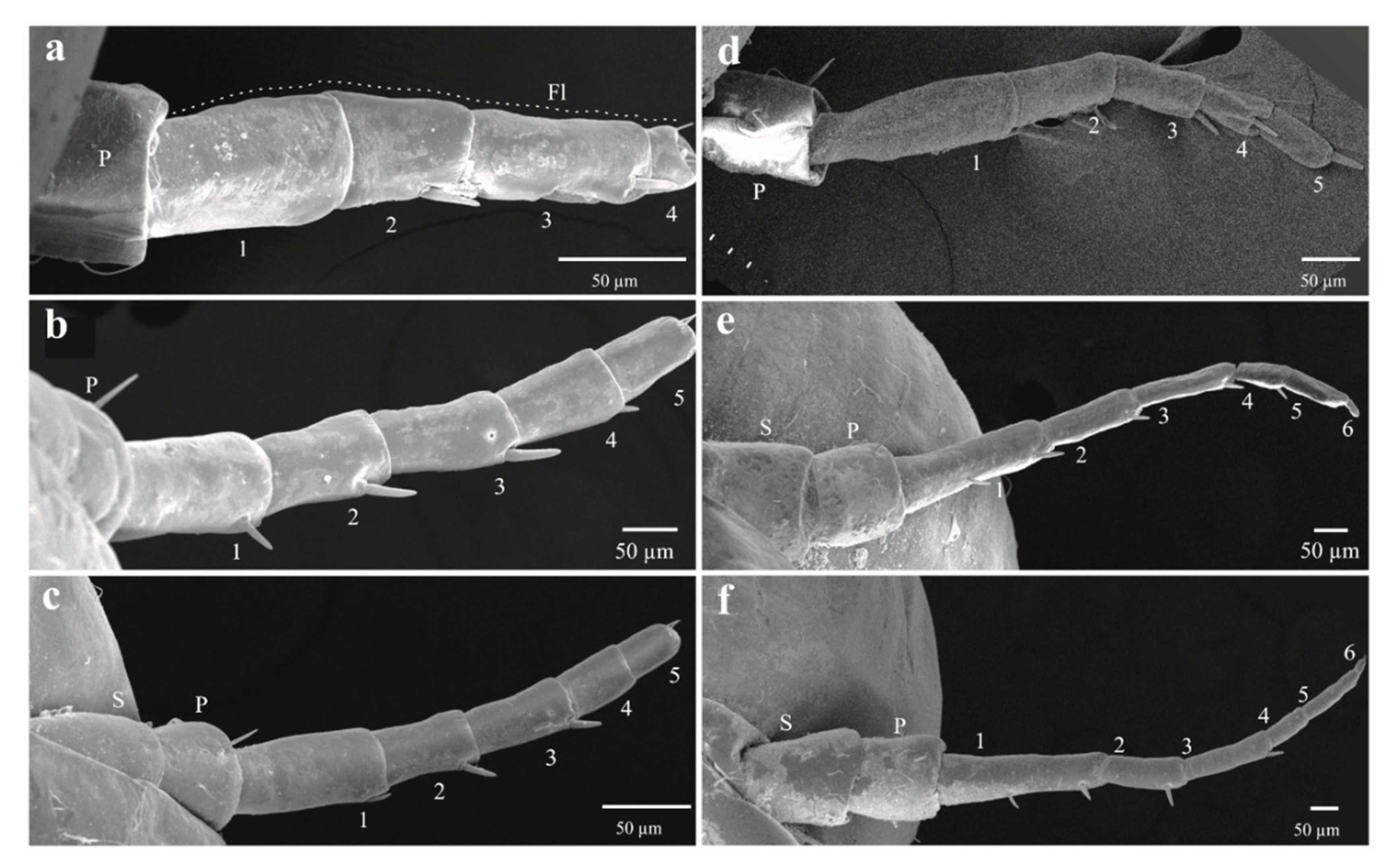 Insects 11 00096 g008 Insects 11 00096 g008