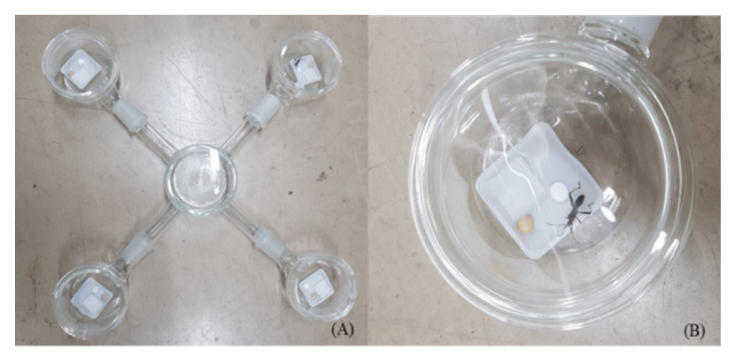 Insects 11 00104 g001